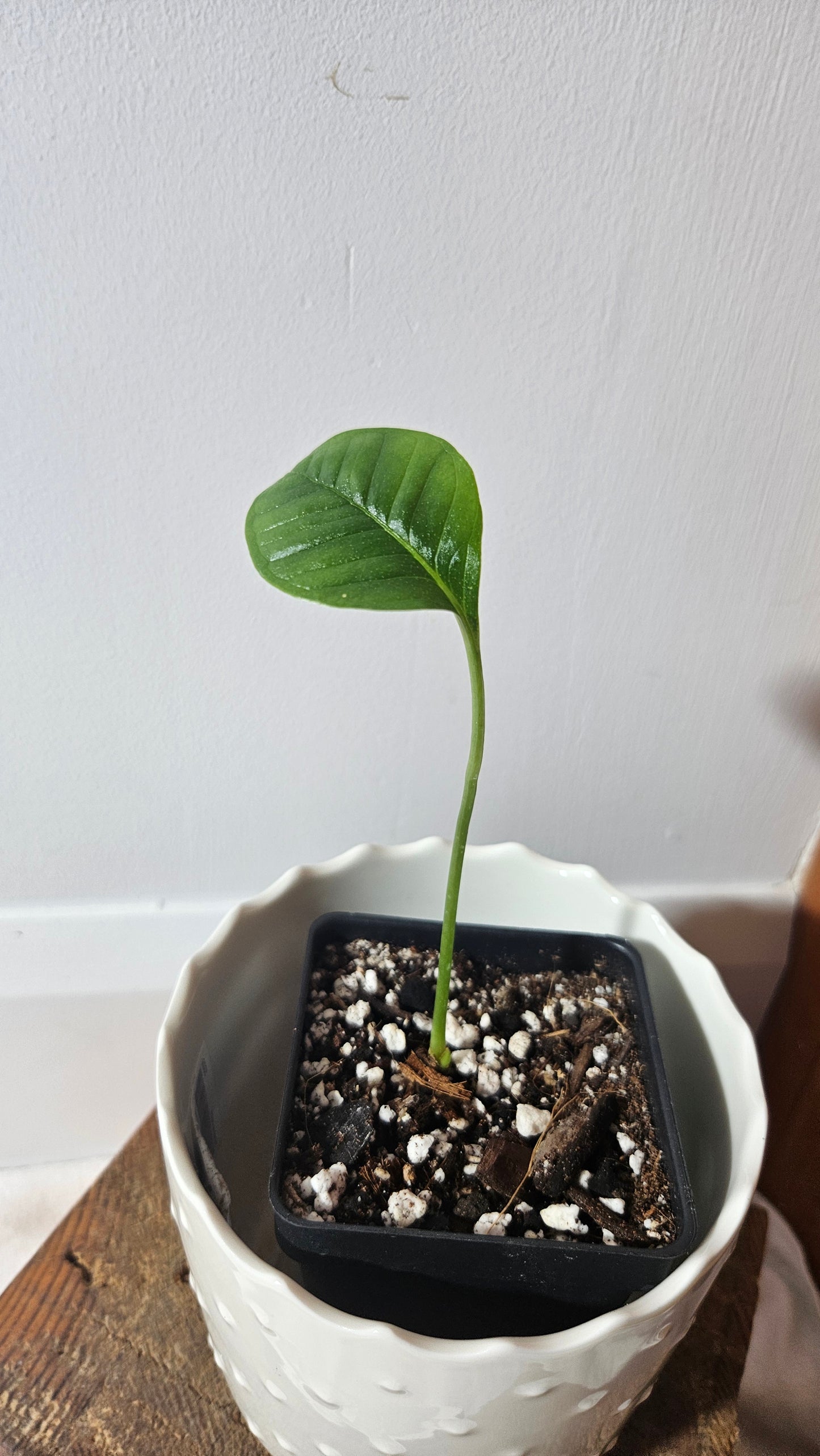 Anthurium Umbricola "format PETIT" (ANT-345)