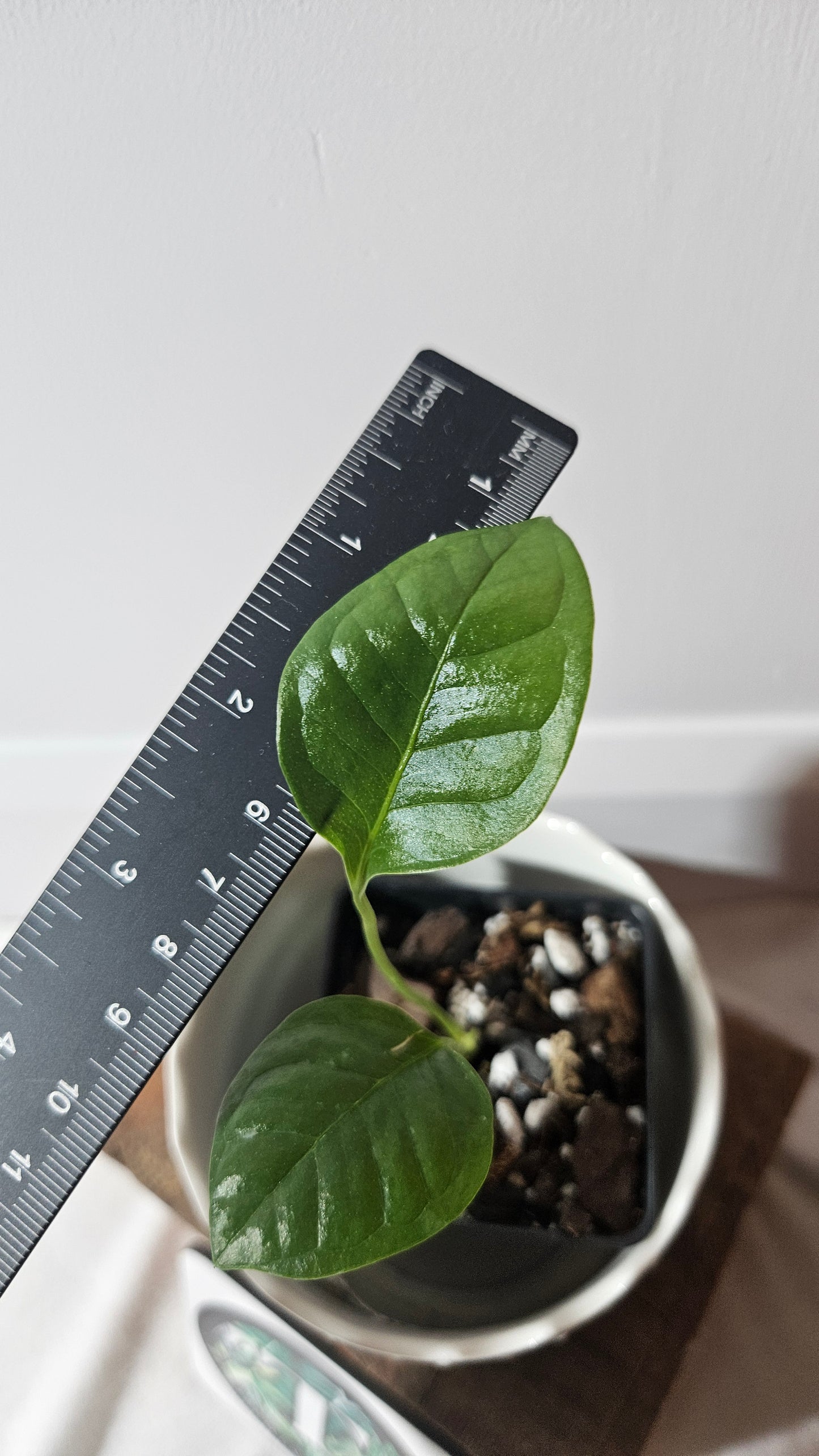 Anthurium Umbricola "format PETIT" (ANT-346)