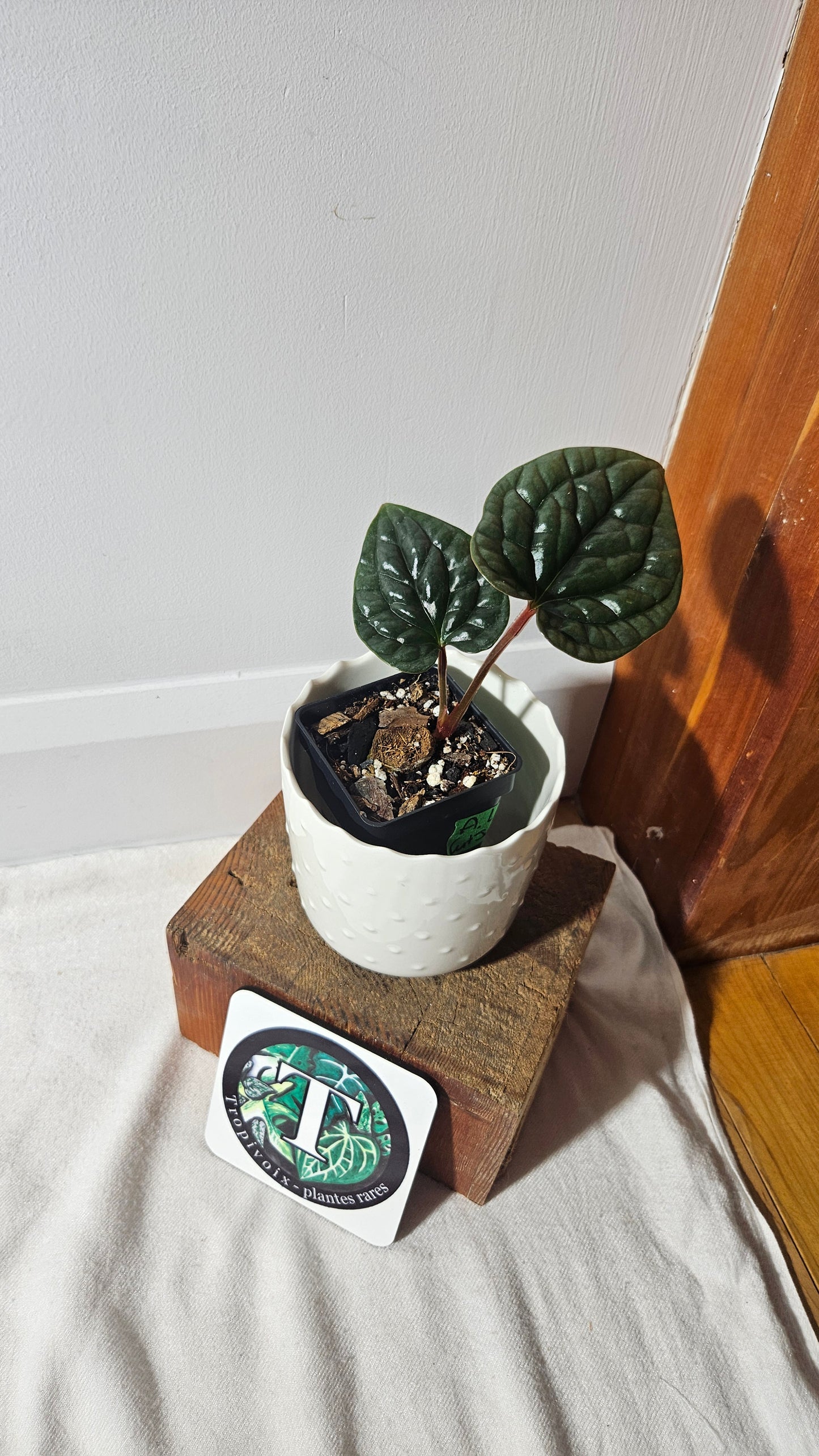 Anthurium Luxurians "format PETIT" (ANT-348)