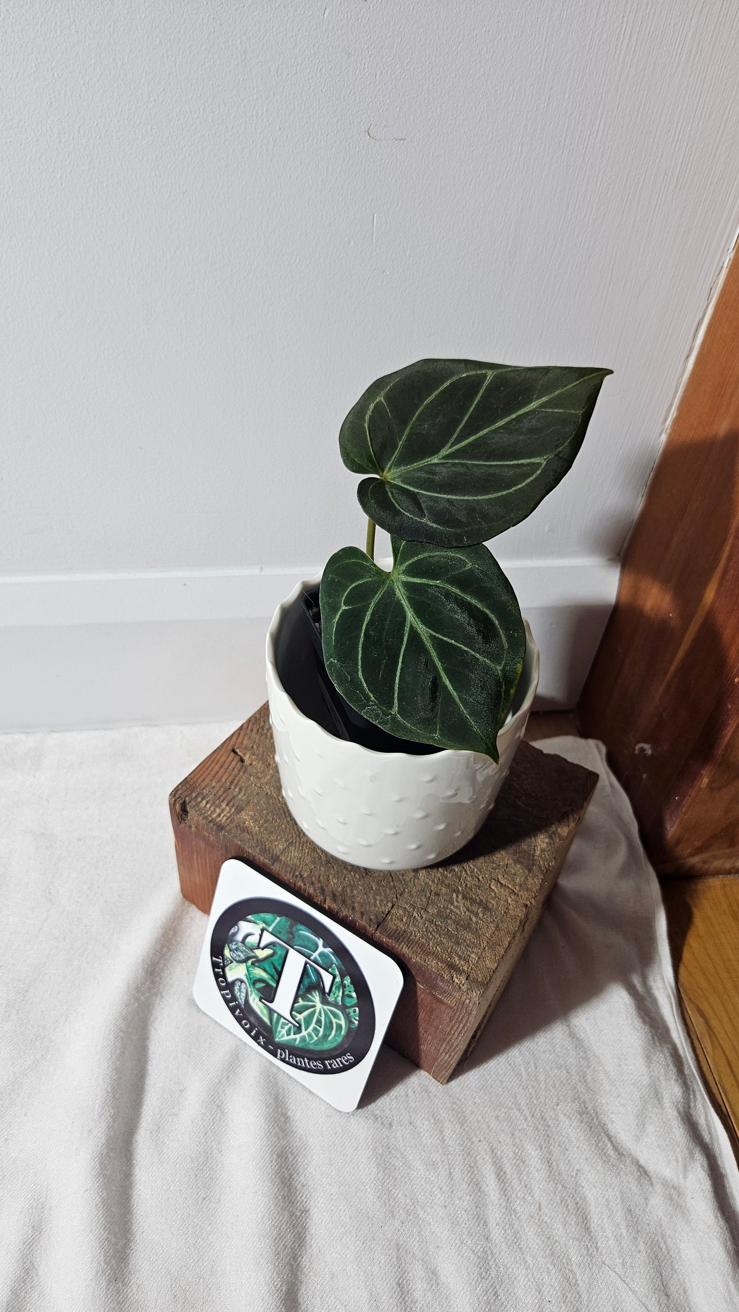 Anthurium KOS "format MOYEN" (ANT-349)