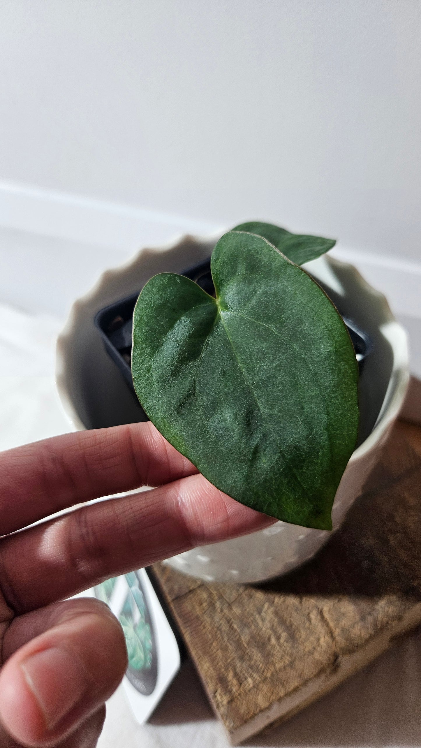 Anthurium Dressleri Black (de l'équateur)"format PETIT" (ANT-350)