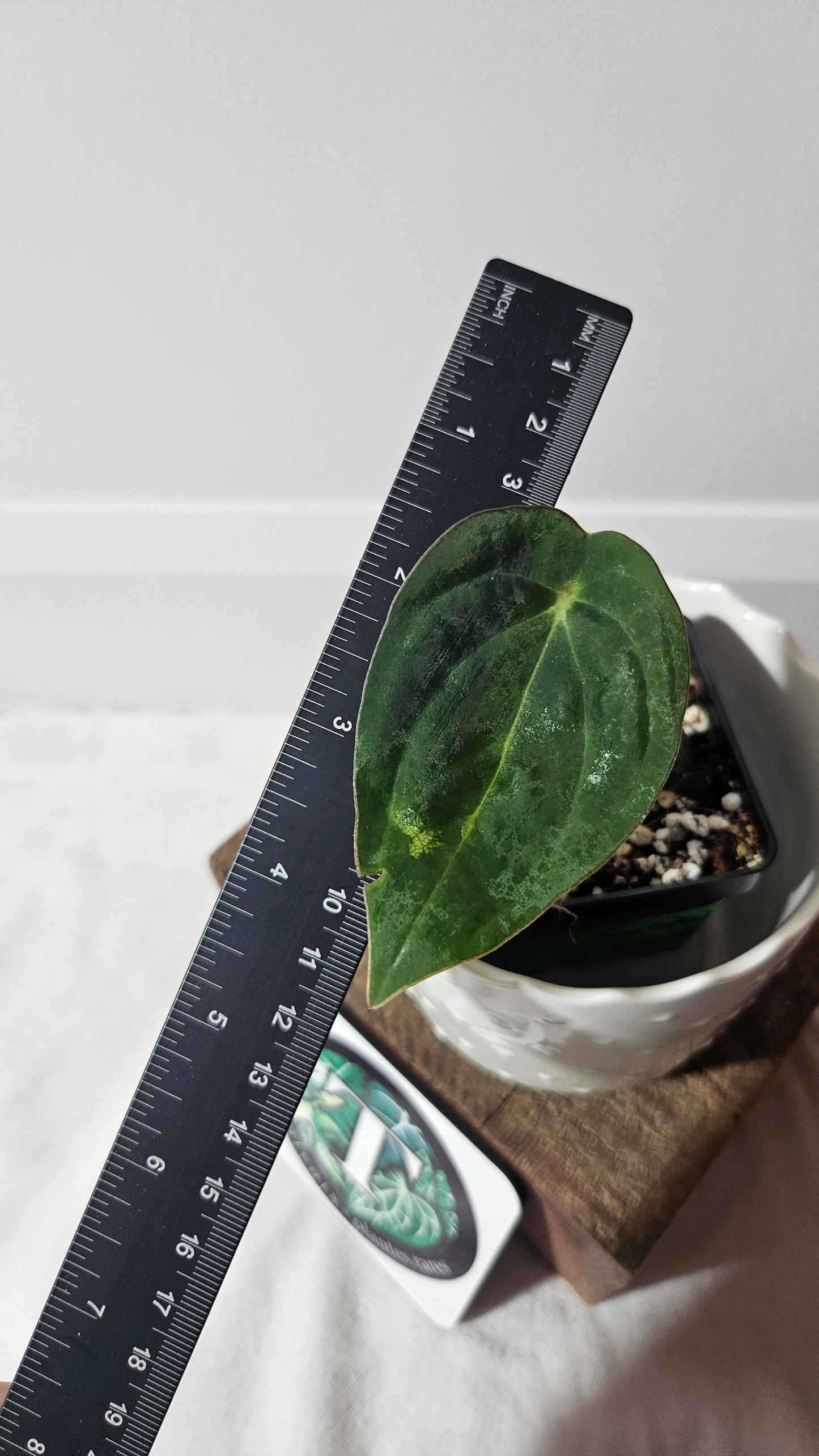 Anthurium AOS Hybrid "format PETIT" (ANT-352)