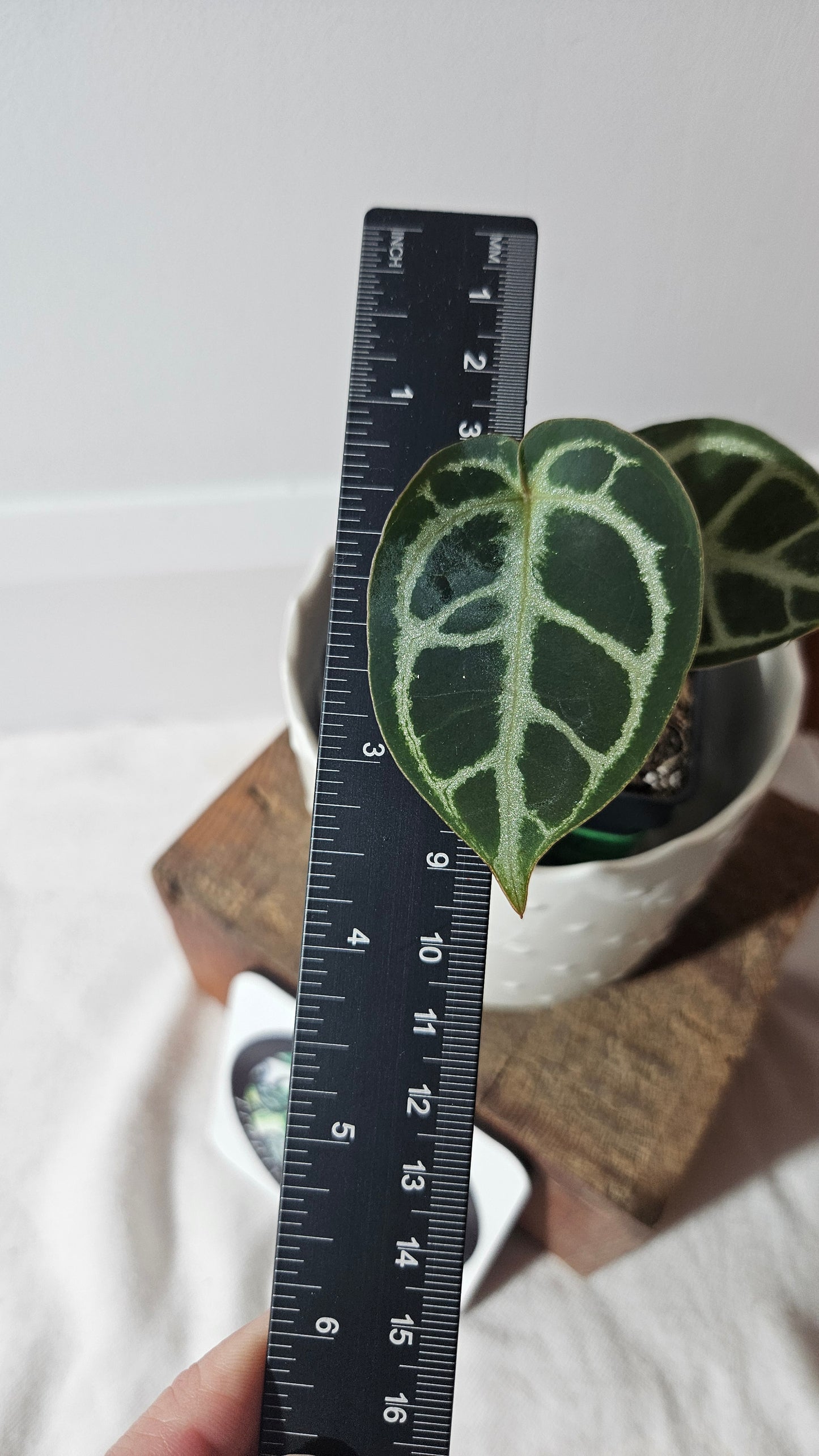 Anthurium King of Spade X Red Crystallinum "format PETIT" (ANT-353)
