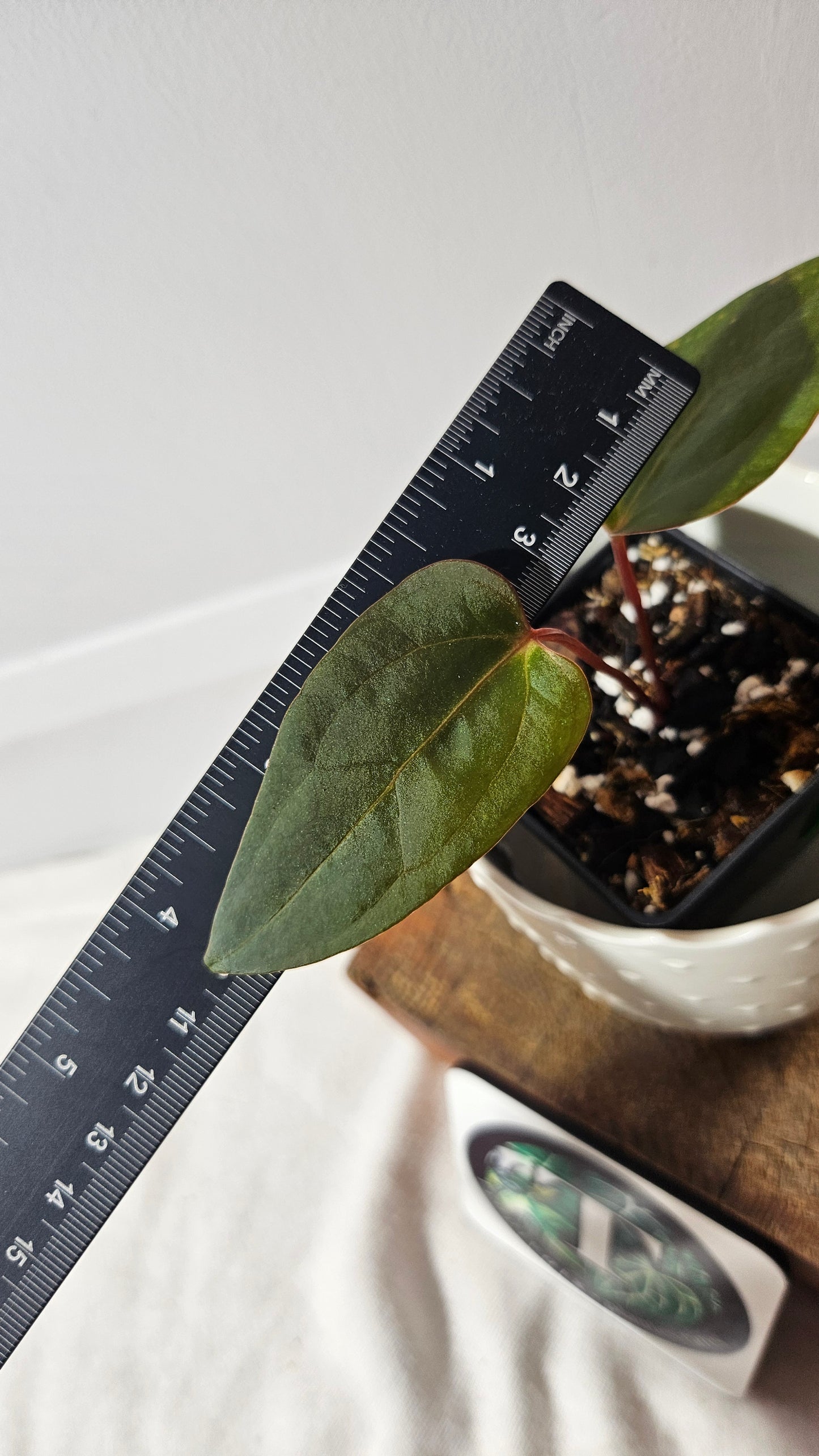 Anthurium Xone × Getafix "format PETIT" (ANT-087)