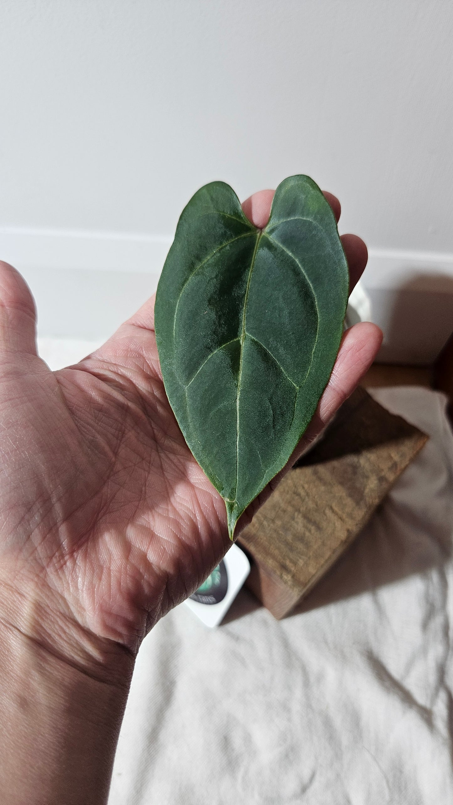 Anthurium Dark Phoenix X Panama "format PETIT" (ANT-355)