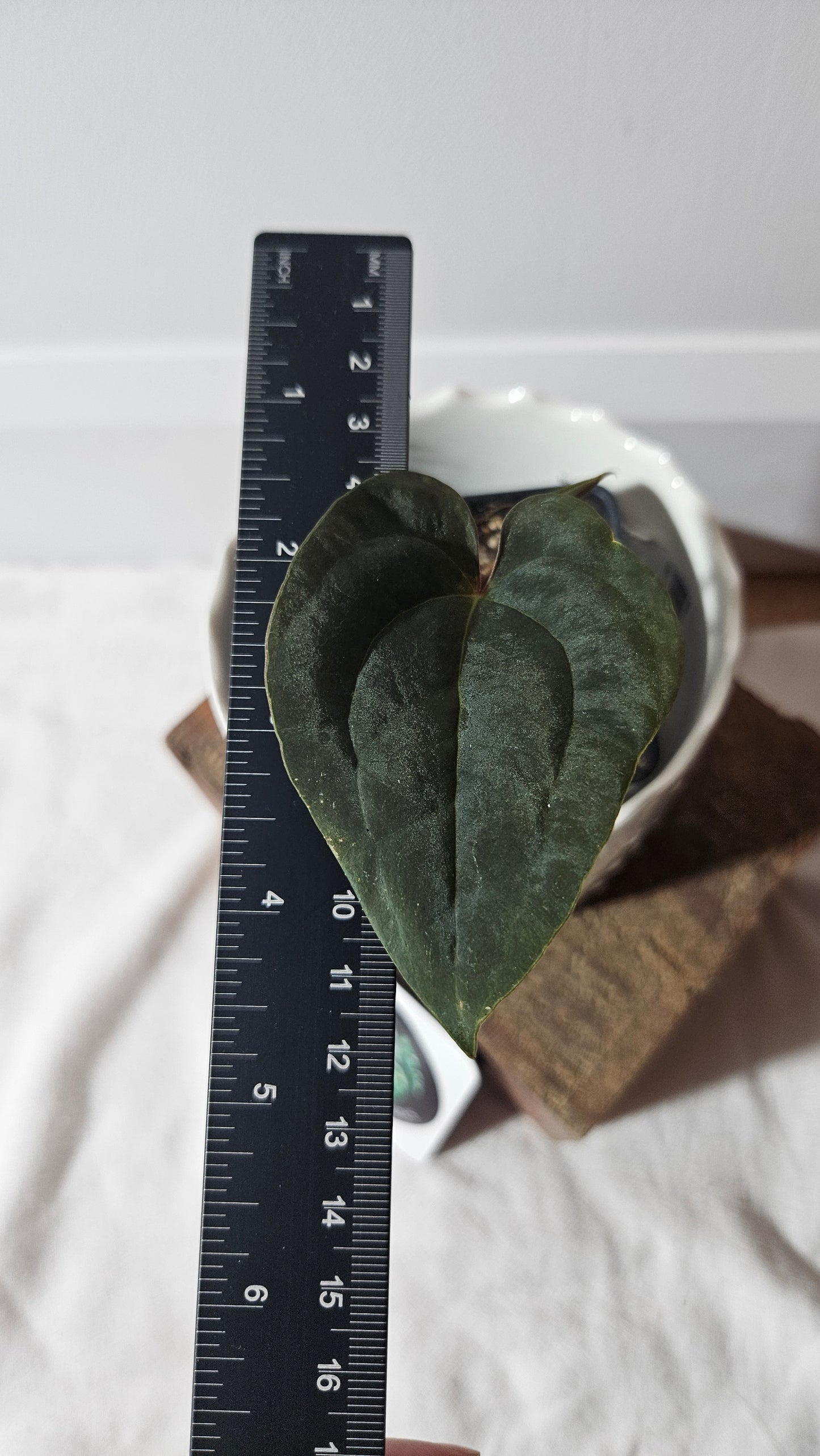 Anthurium Black Velvet Panama"format PETIT" (ANT-356)