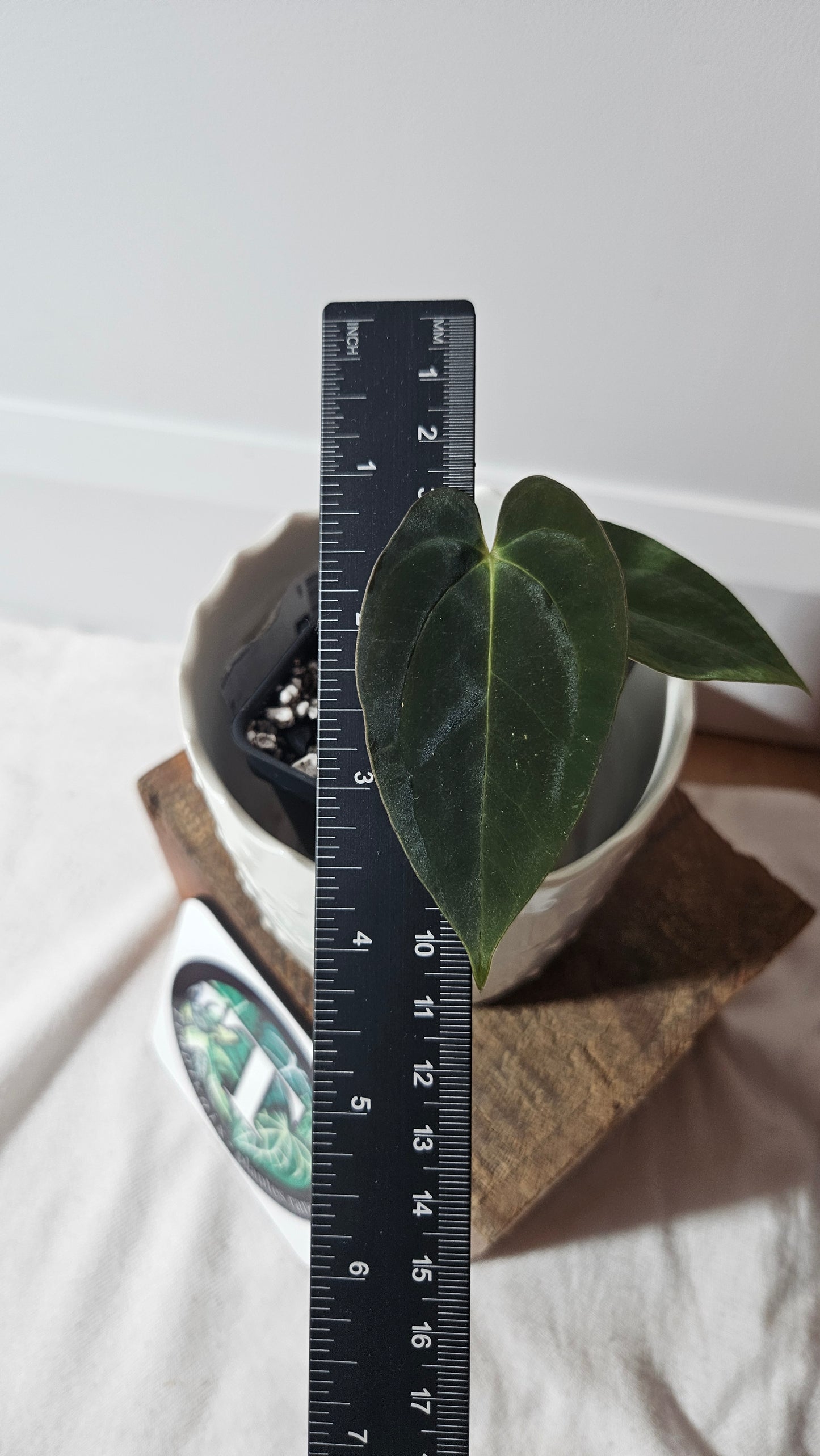 Anthurium Papillilaminum Toucan (d'équateur) "format PETIT" (ANT-357)