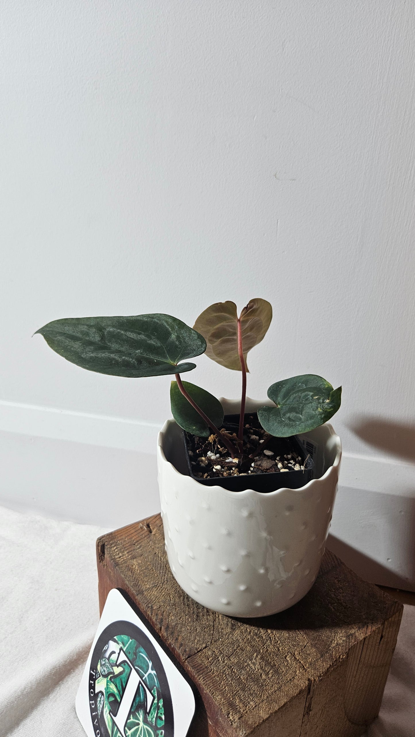 Anthurium Papillilaminum (d'équateur) "format PETIT" (ANT-359)