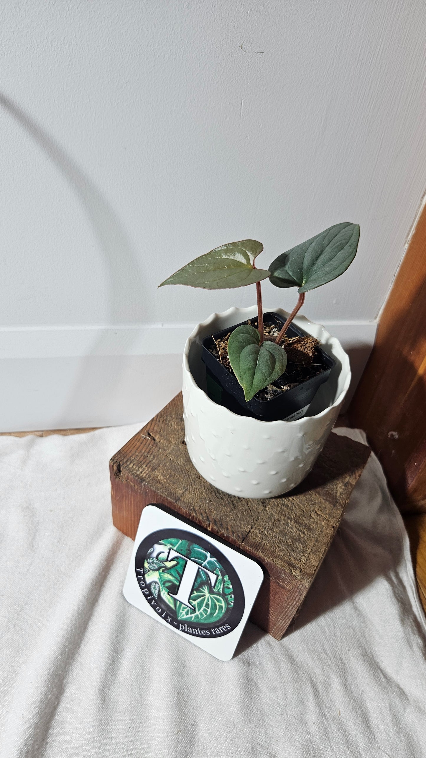 Anthurium Silver Peru "format PETIT" (ANT-360)