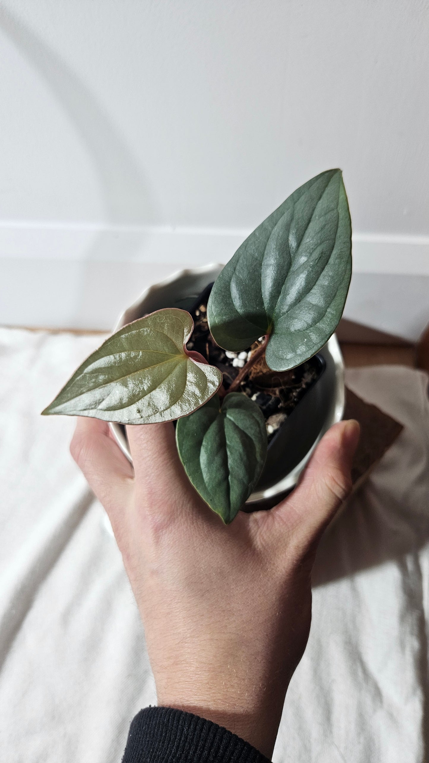 Anthurium Silver Peru "format PETIT" (ANT-360)