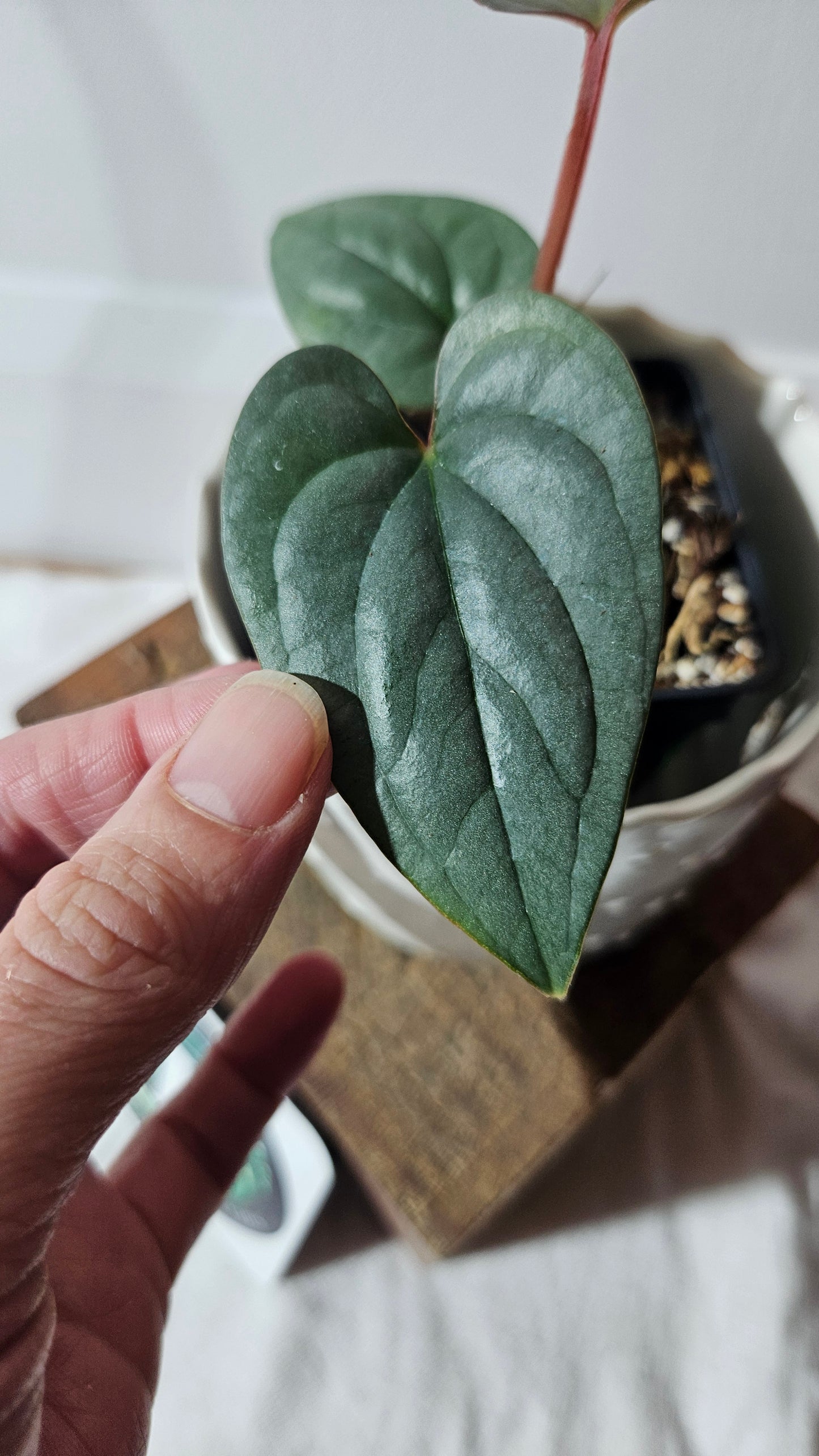 Anthurium Silver Peru "format PETIT" (ANT-360)