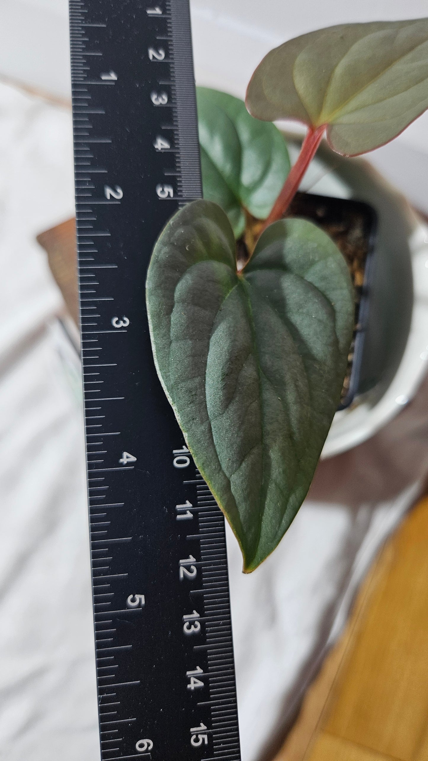 Anthurium Silver Peru "format PETIT" (ANT-360)