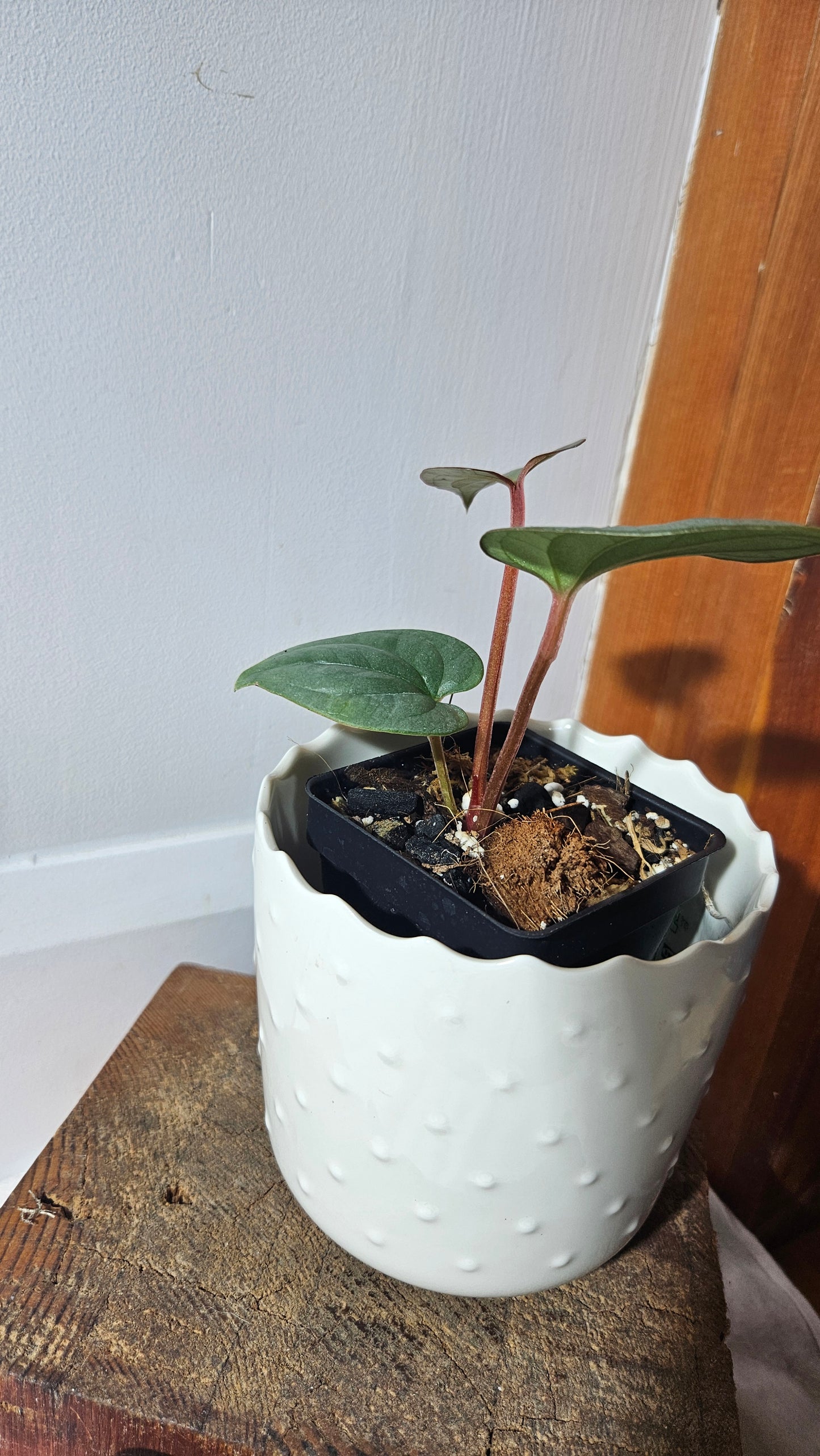 Anthurium Silver Peru "format PETIT" (ANT-360)