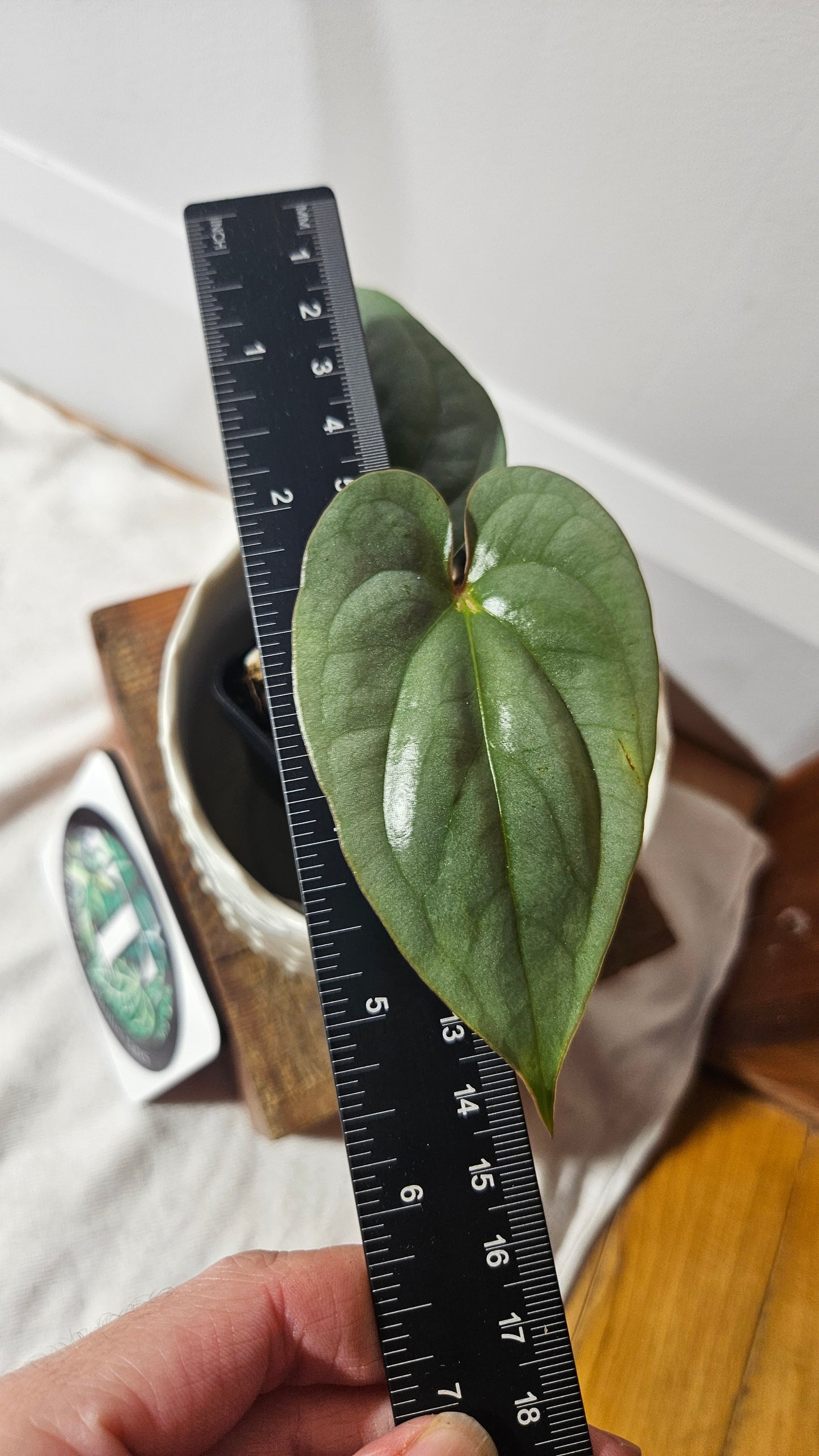 Anthurium Silver Peru "format PETIT" (ANT-361)