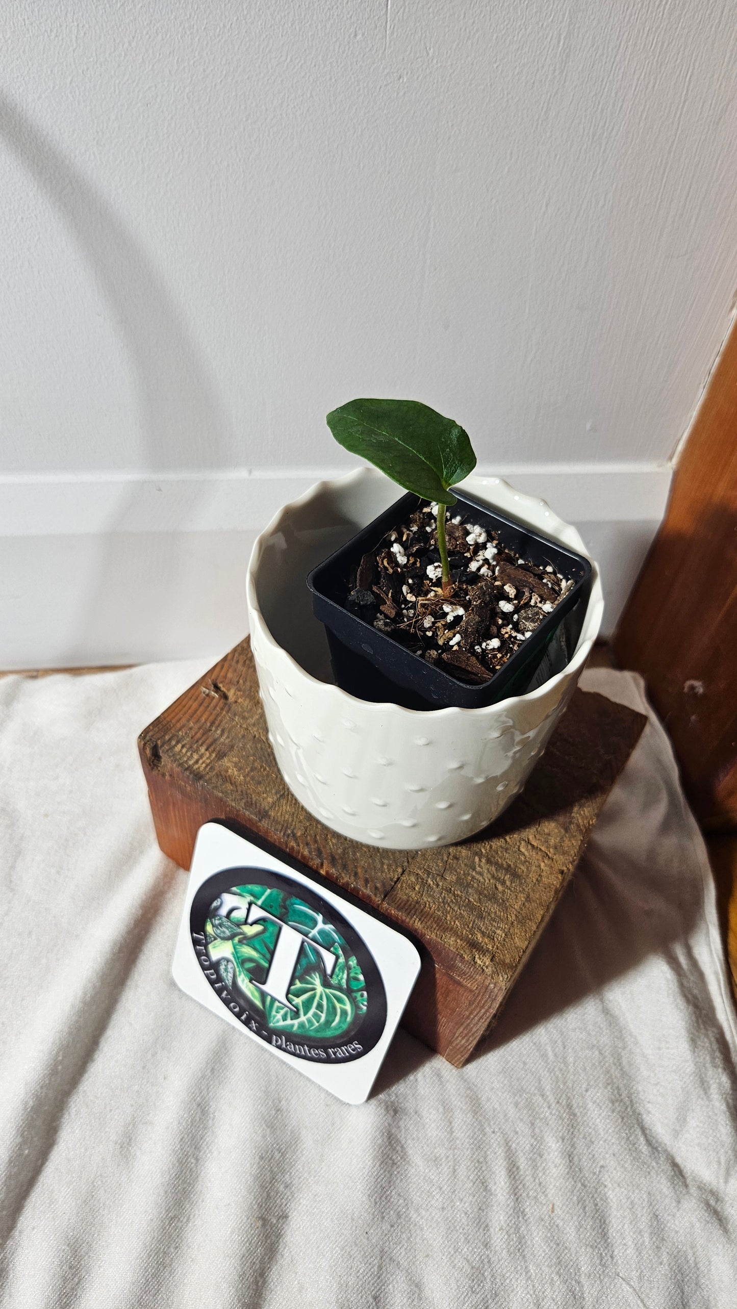 Anthurium Blue Ocean (Blue Papi X AOS) "format PETIT" (ANT-362)