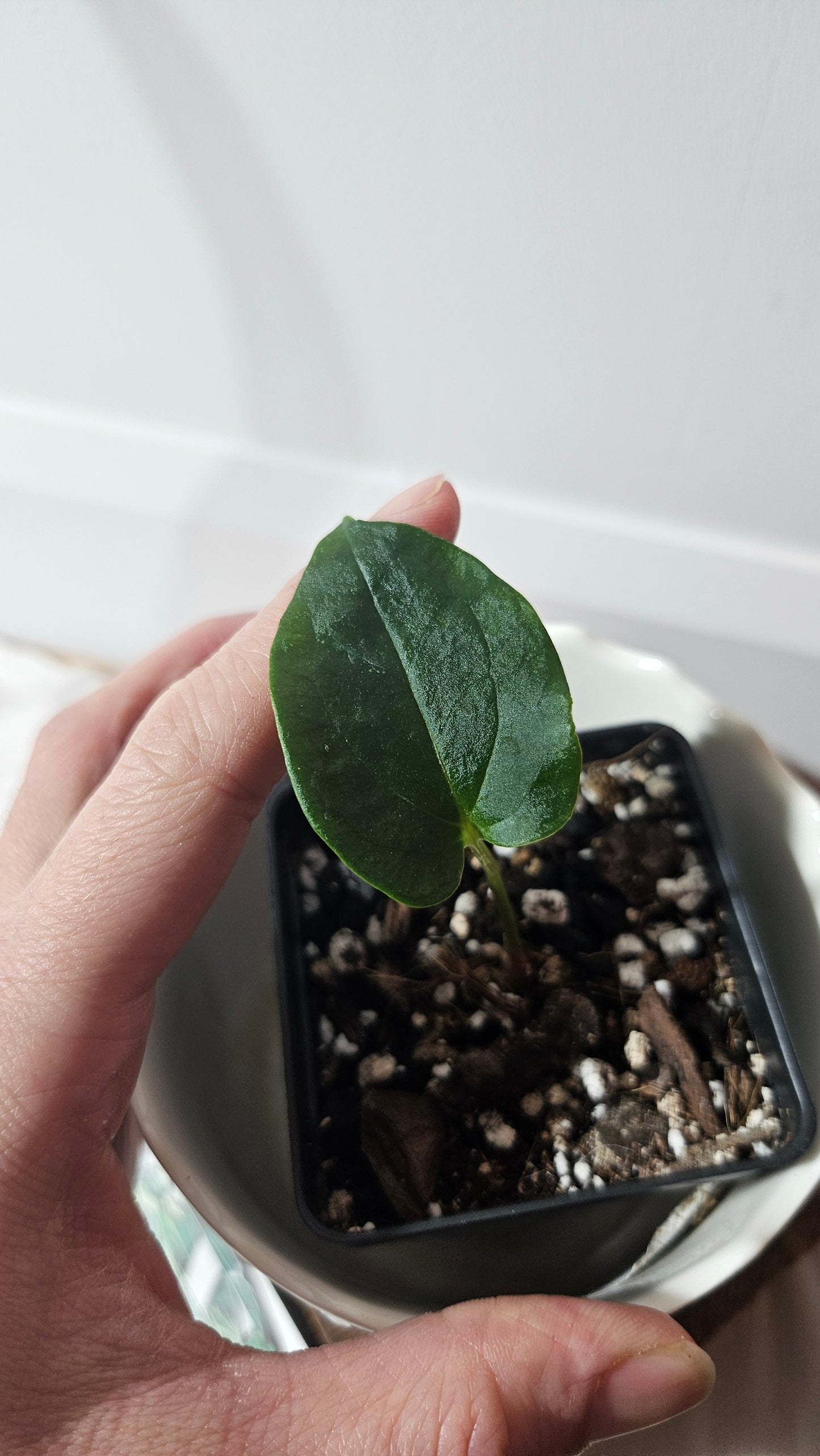 Anthurium Blue Ocean (Blue Papi X AOS) "format PETIT" (ANT-362)