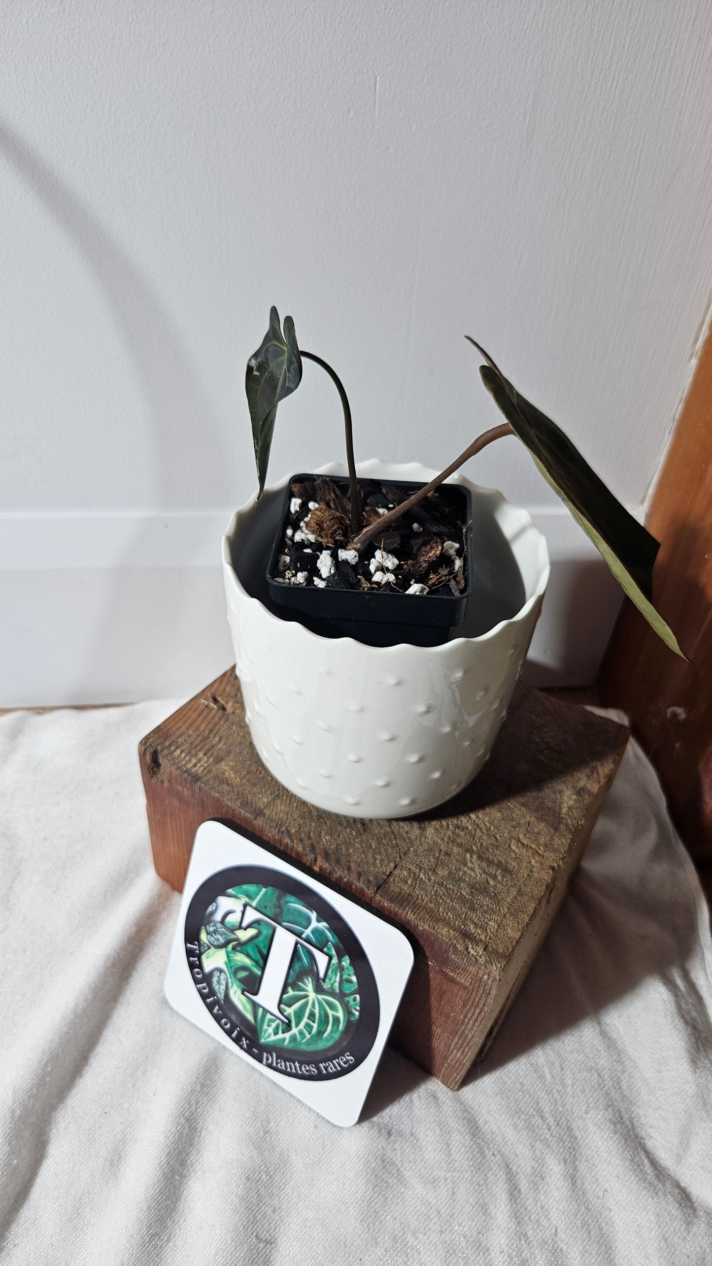 Anthurium Byson "format PETIT" (ANT-363)