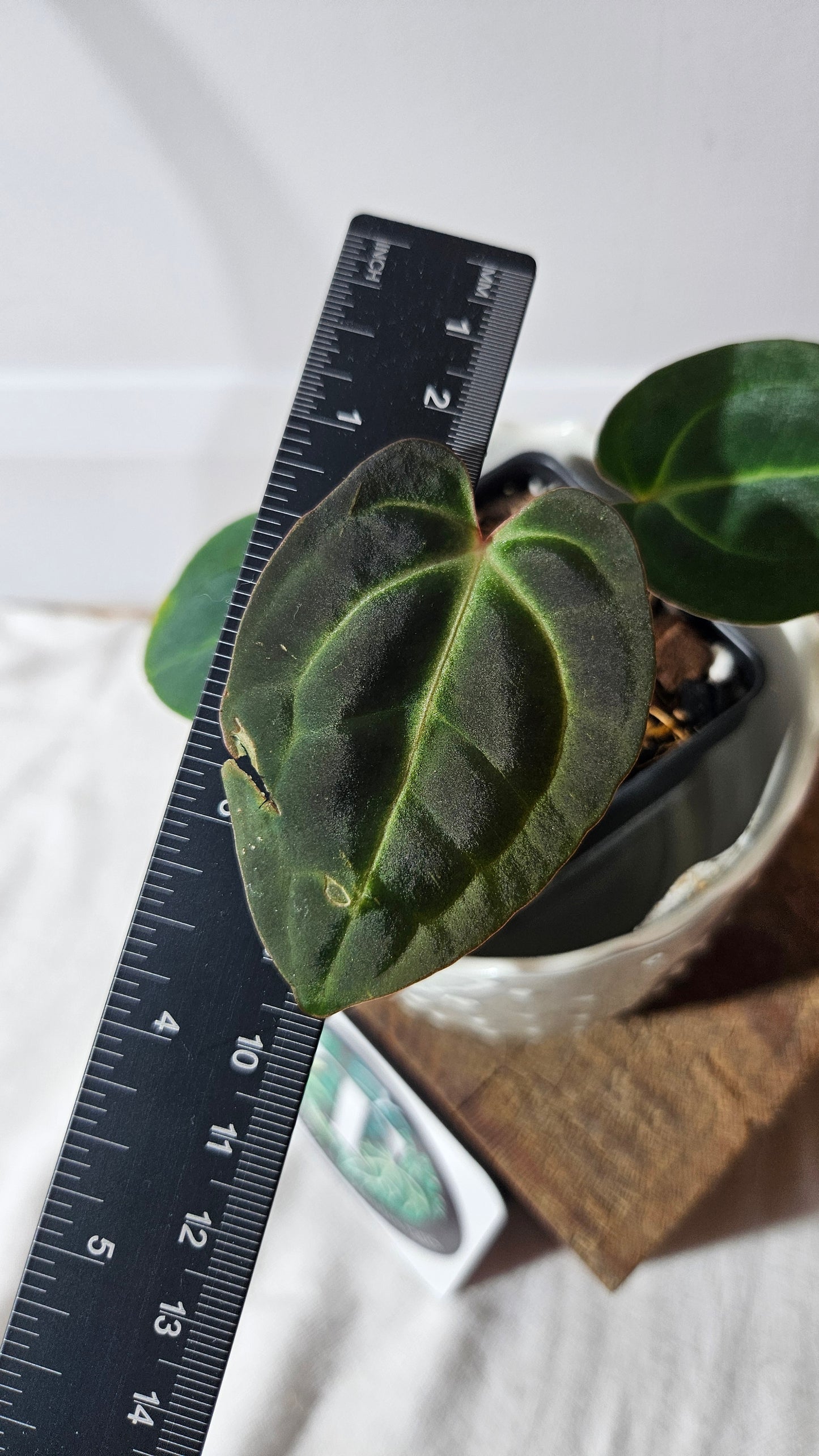 Anthurium Besseae Aff Dark "Format PETIT" (ANT-364)