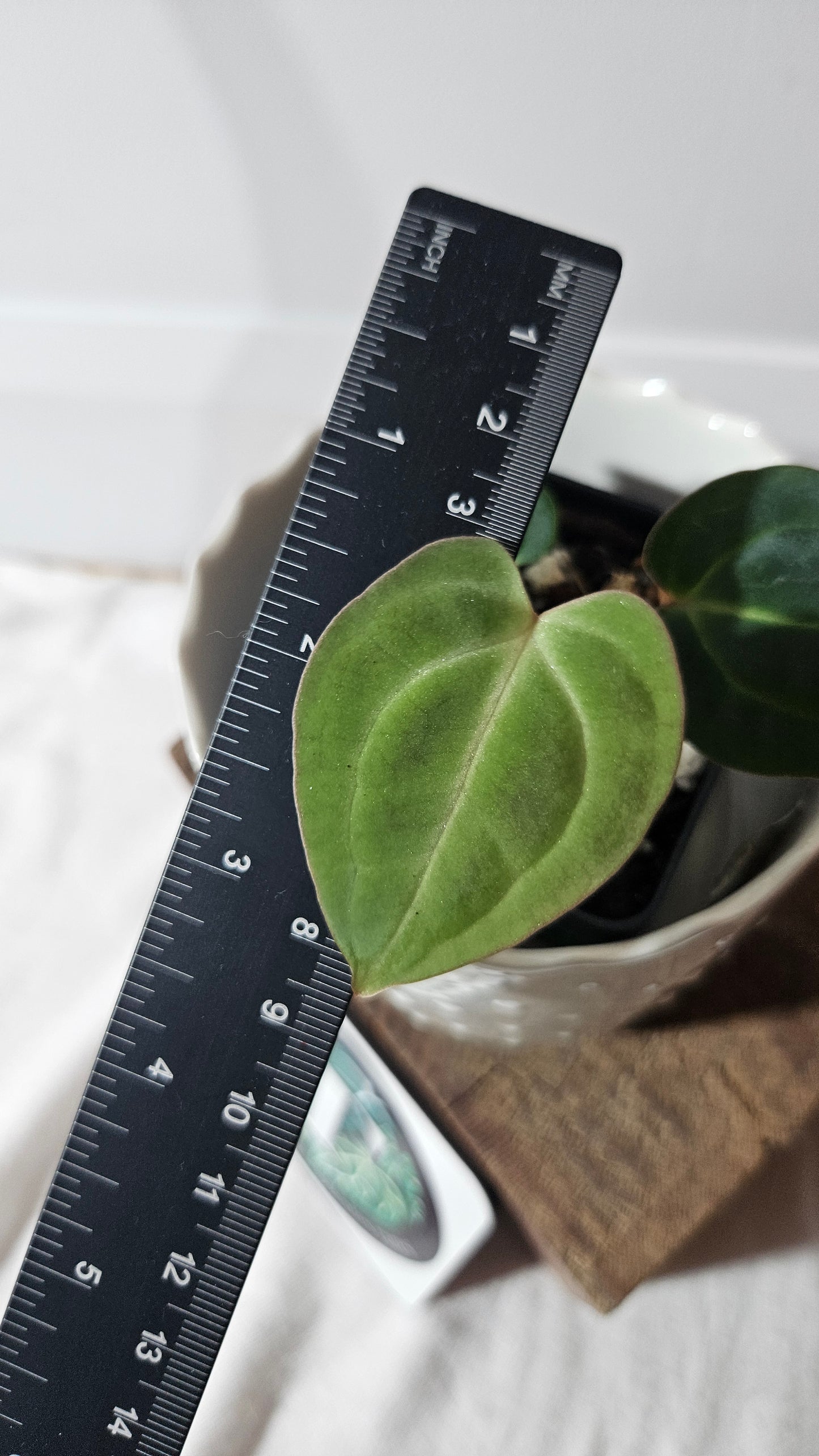 Anthurium Besseae Aff Dark "Format PETIT" (ANT-365)