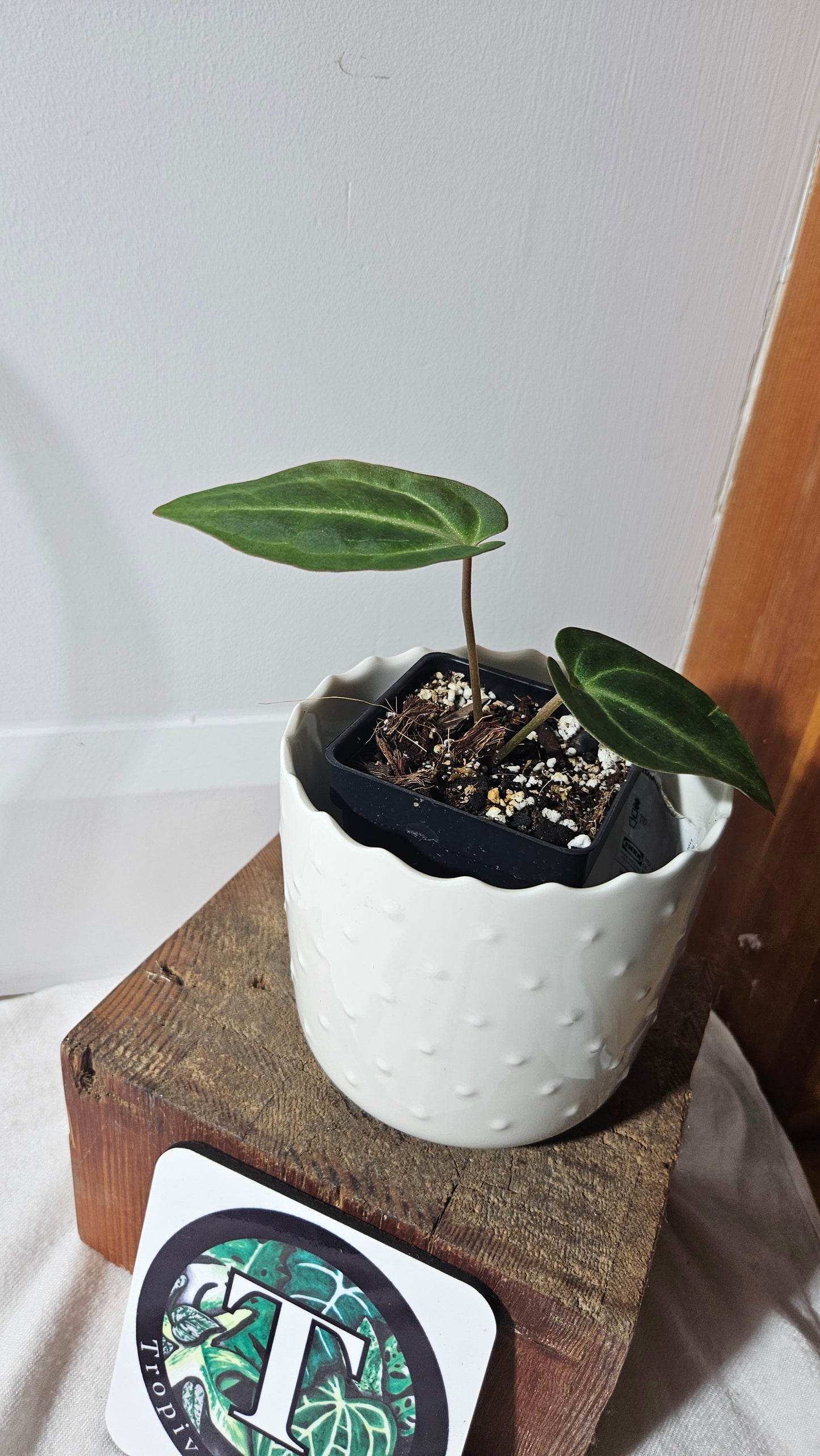 Anthurium Besseae Aff Dark "Format PETIT" (ANT-366)