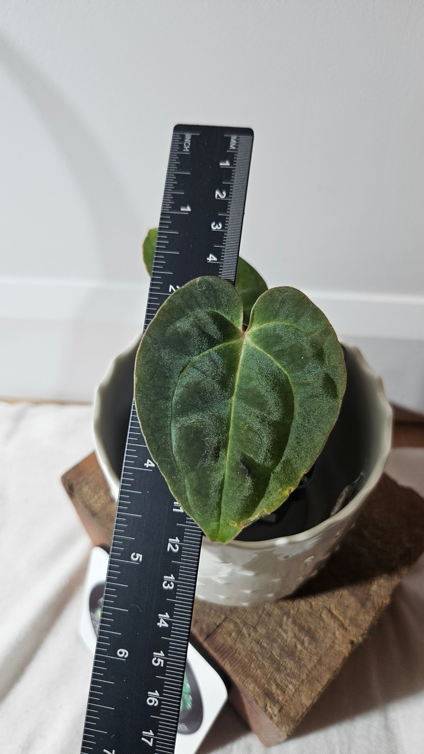 Anthurium Besseae Aff "Format PETIT" (ANT-367)