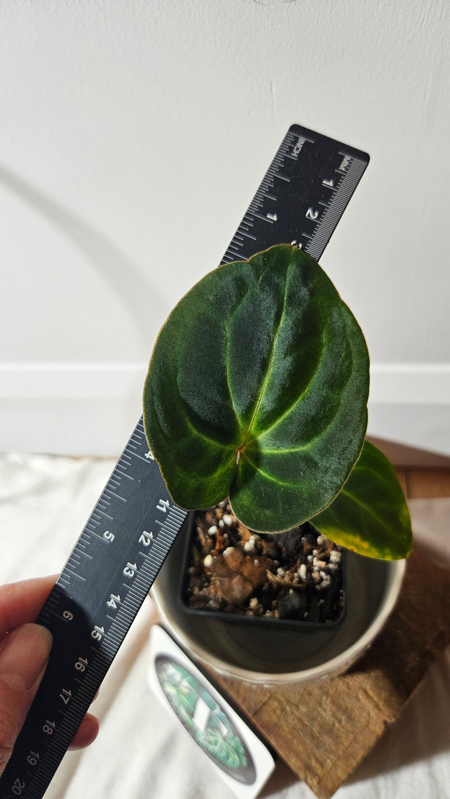 Anthurium Besseae Aff "Format PETIT" (ANT-368)