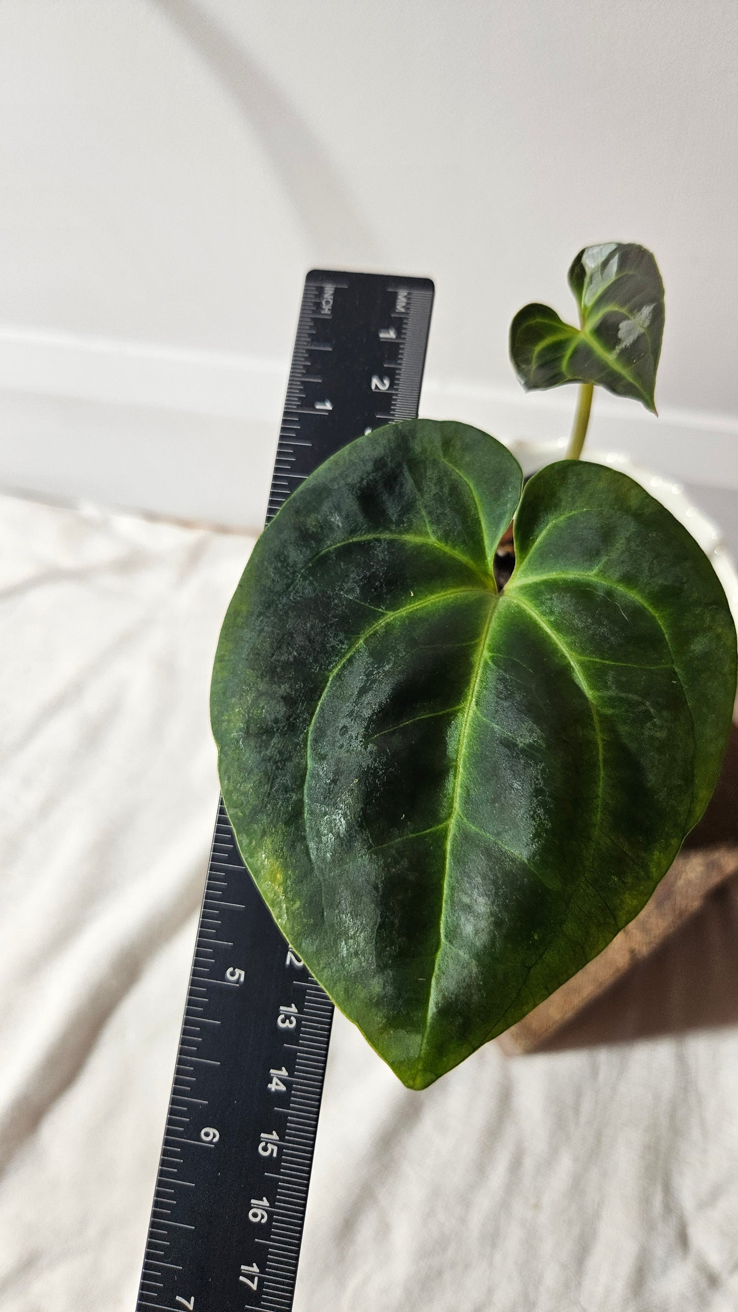 Anthurium Besseae Aff Velvet "Format PETIT" (ANT-369)