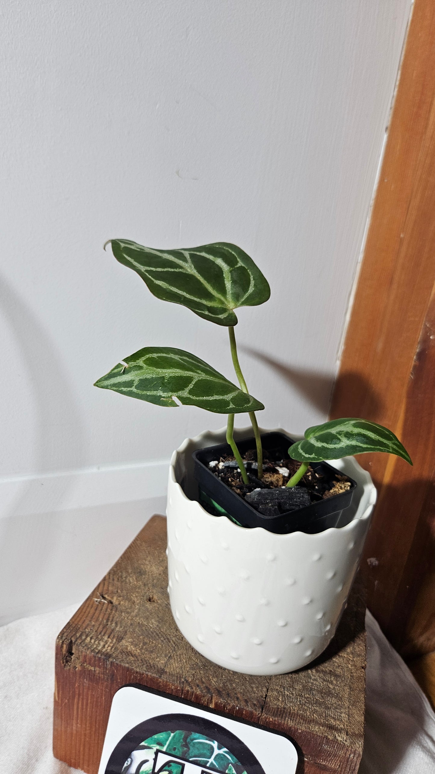 Anthurium Besseae Hybrid "Format PETIT" (ANT-370)