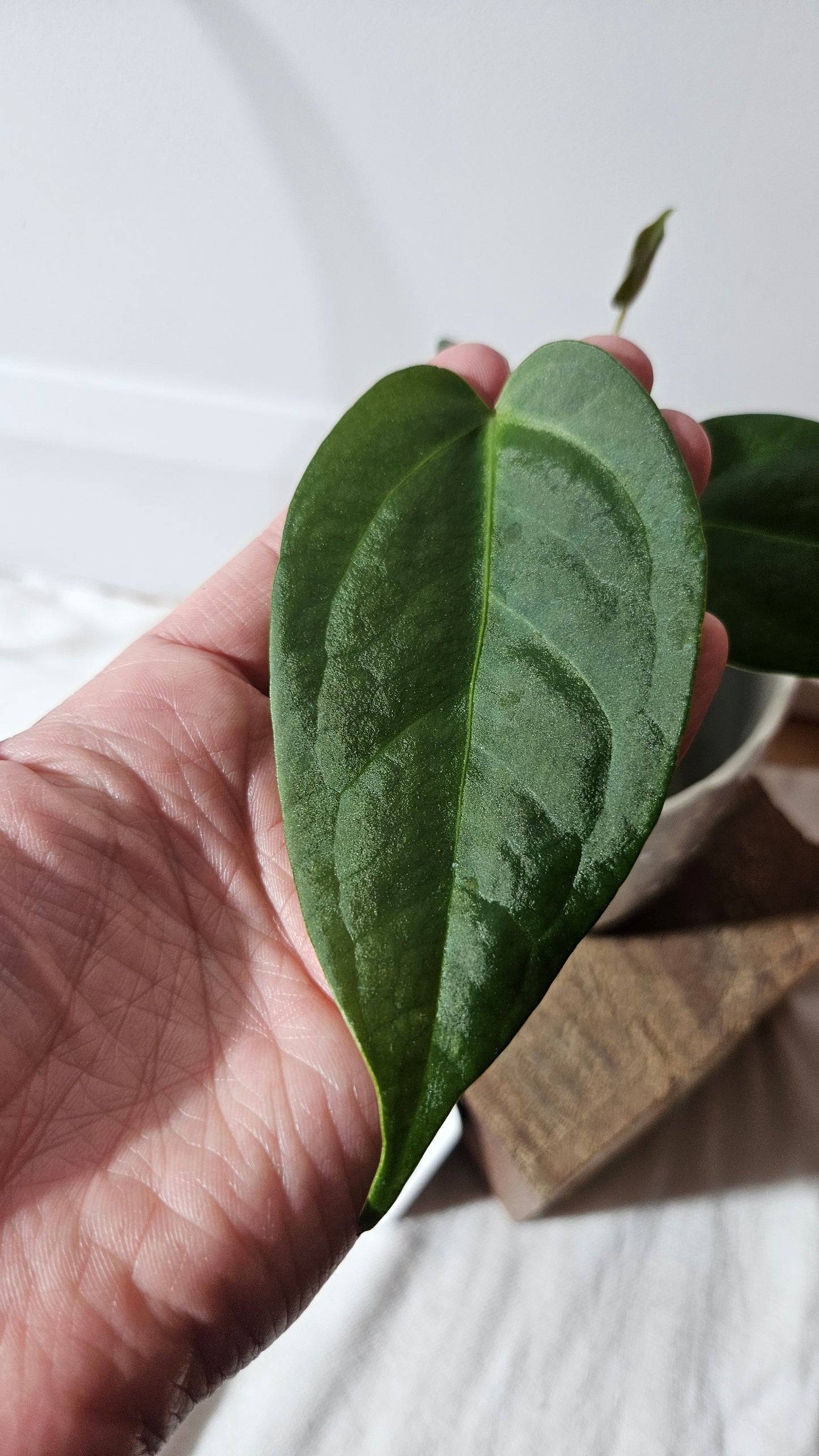 Anthurium Silver Blush X Subsignatum "format PETIT" (ANT-371)