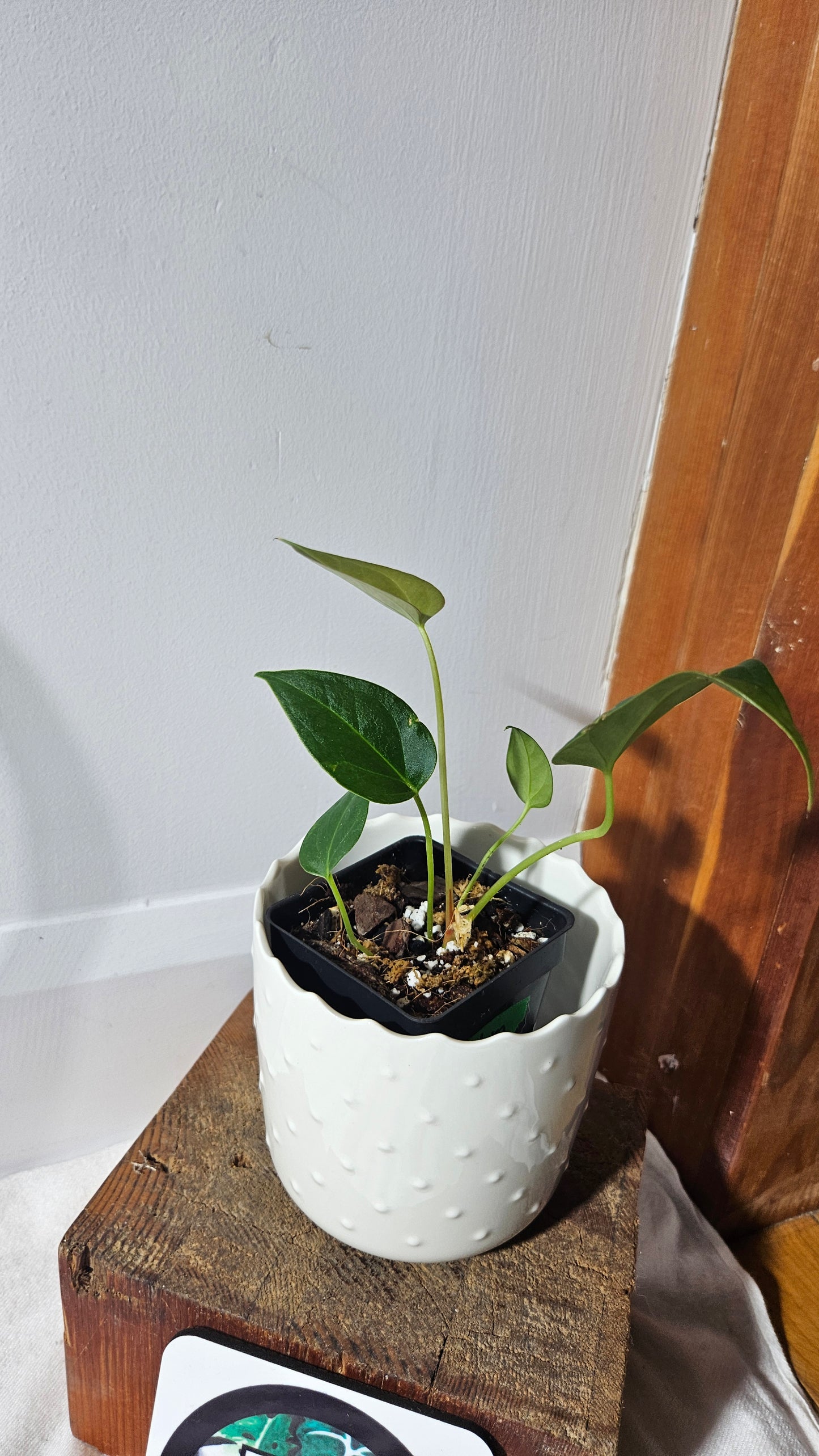 Anthurium Silver Blush X Subsignatum "format PETIT" (ANT-375)