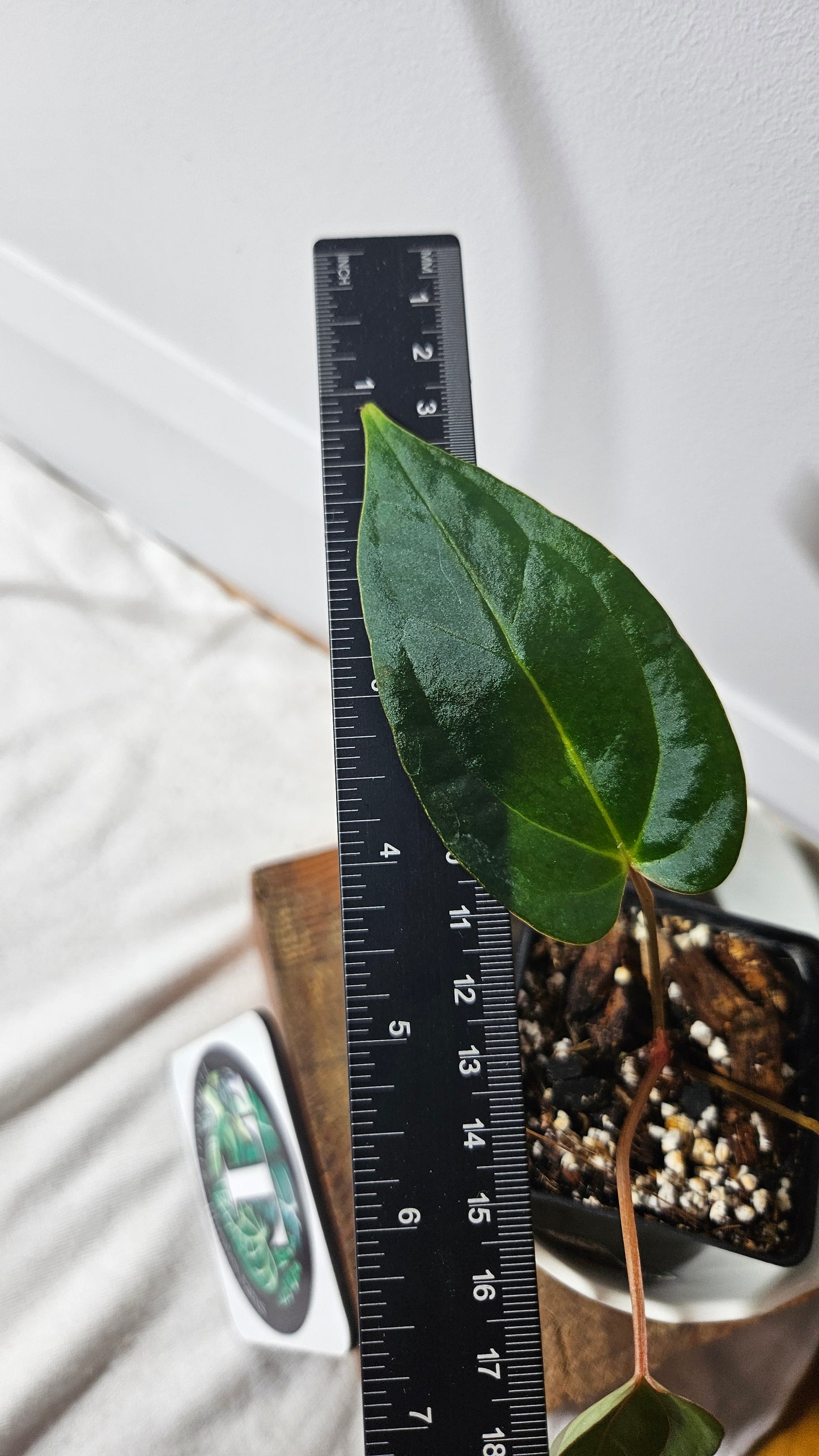 Anthurium Blue Papillilaminum "format PETIT" (ANT-376)