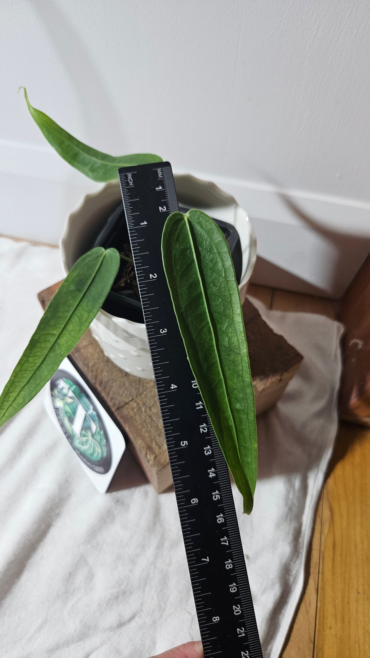 Anthurium Ecuadorense "format PETIT" (ANT-377)