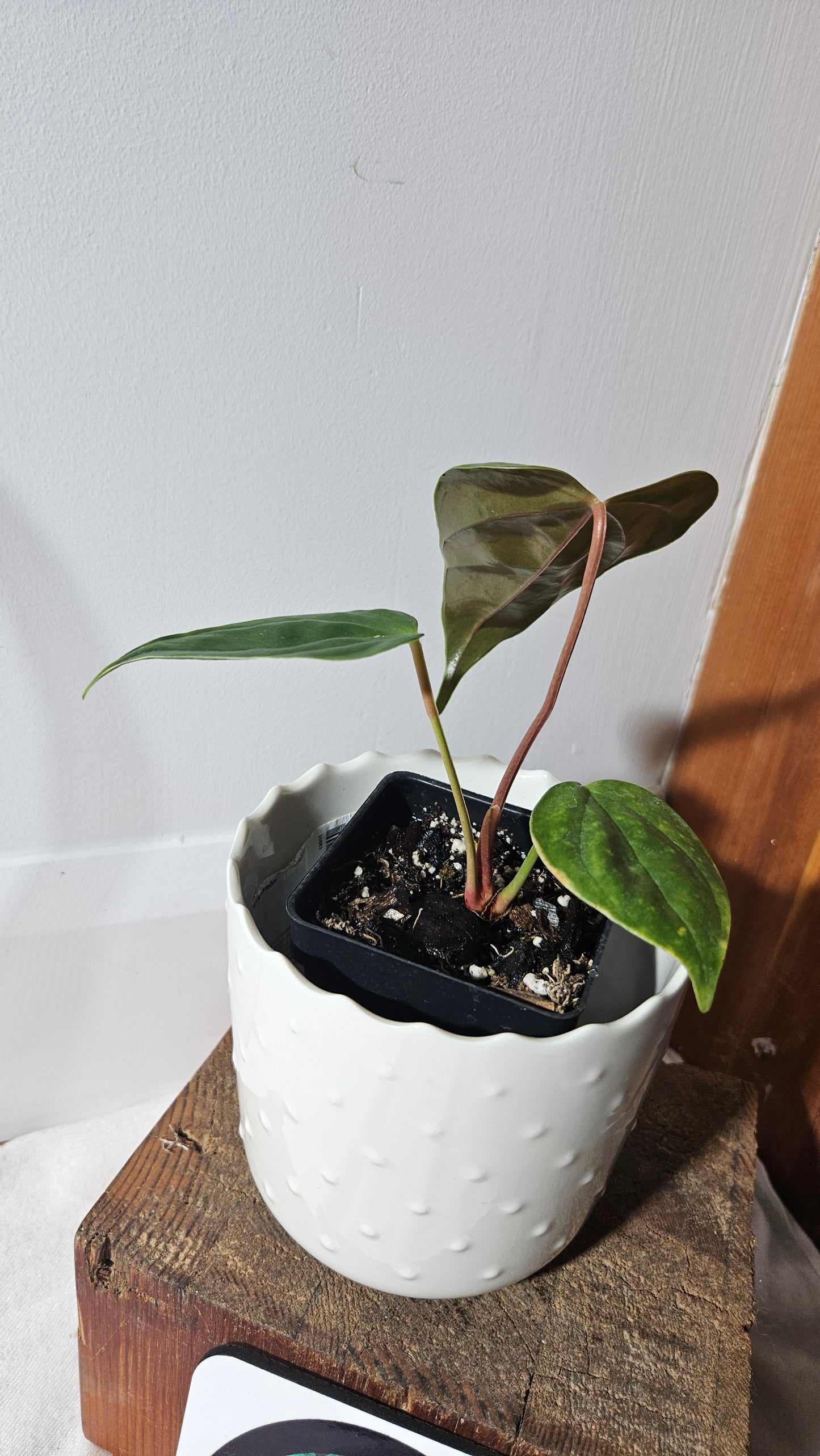 Anthurium Recavum " format PETIT" (ANT-378)