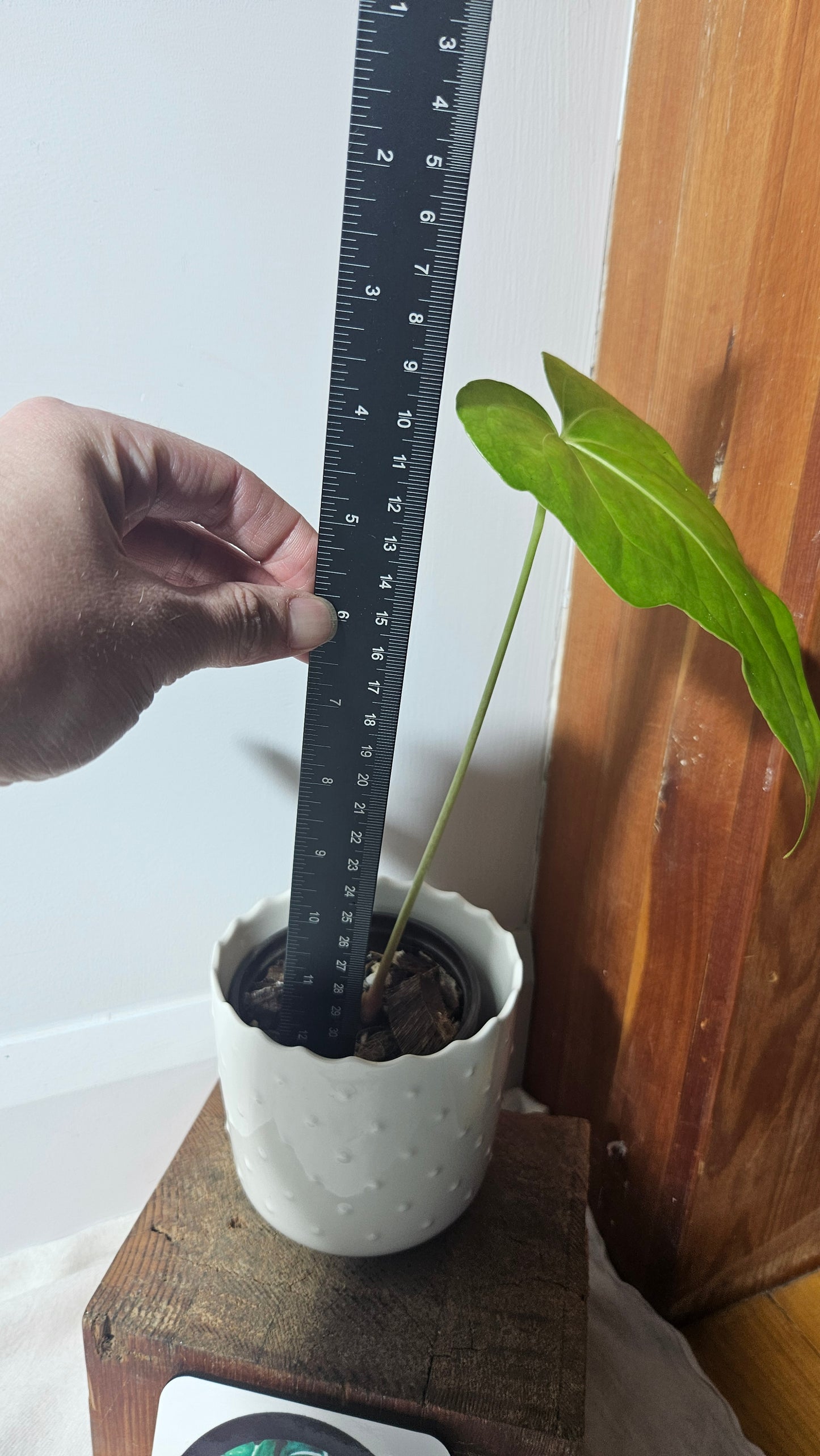 Anthurium Jarii/Pedatoradiatum "Format MOYEN" (ANT-379)