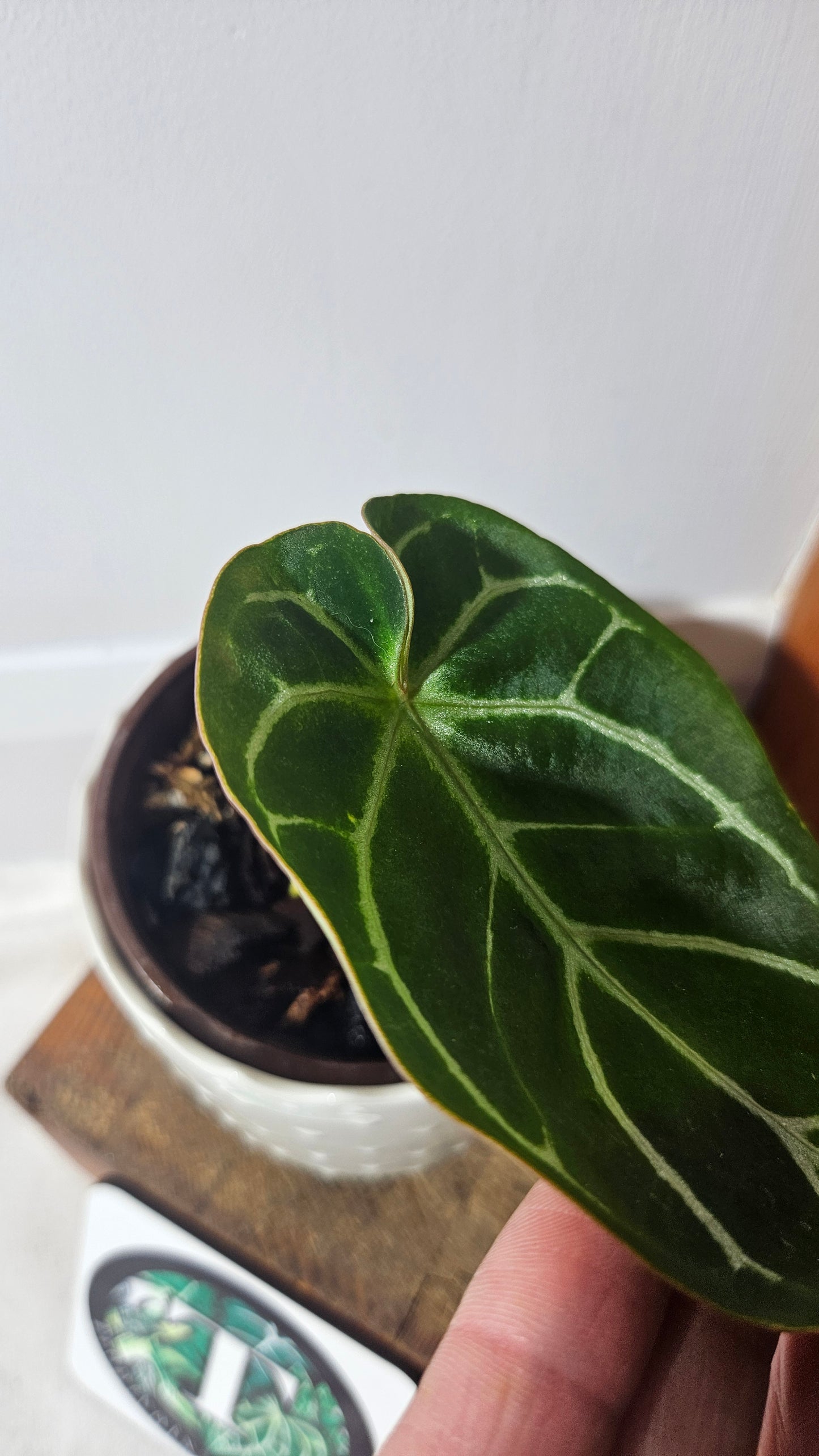 Anthurium Domino Hybrid "format MOYEN" (ANT-380)