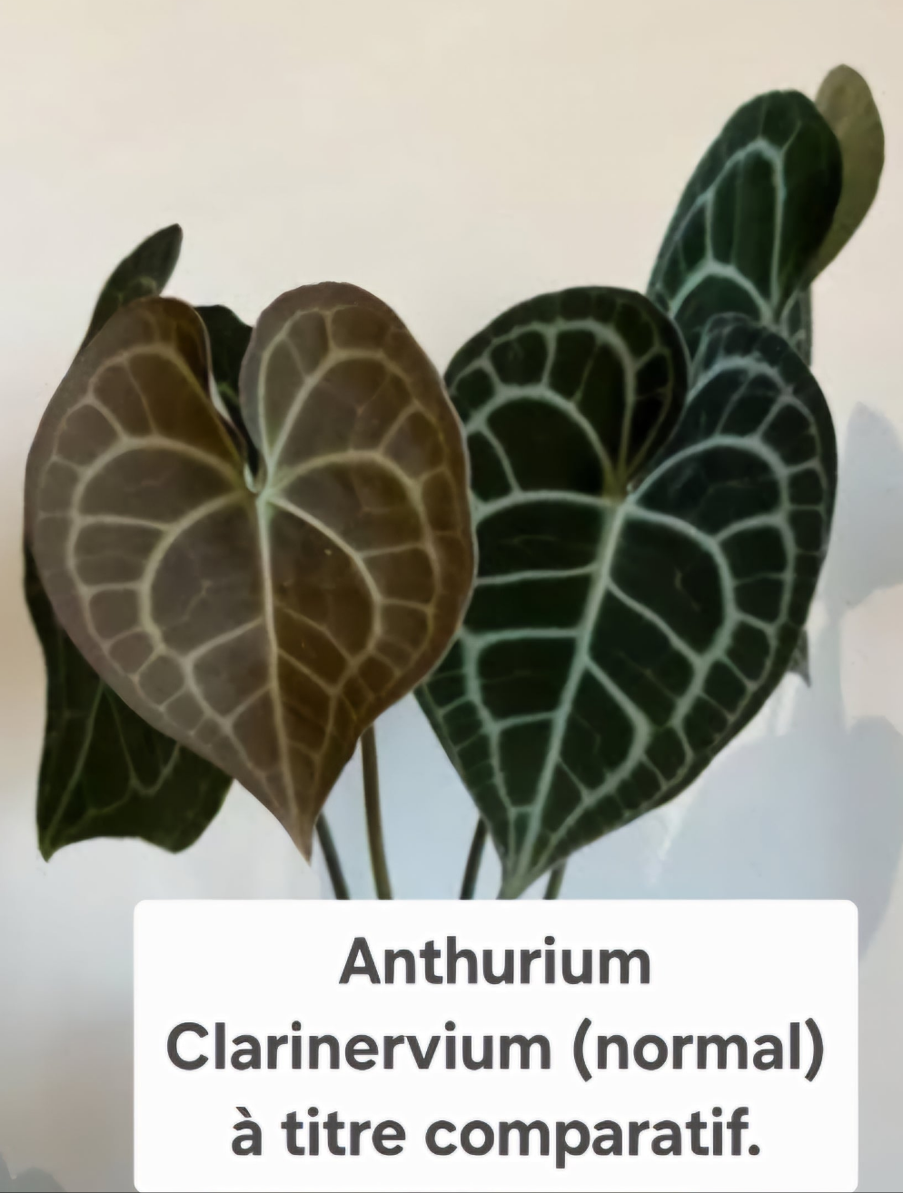 Anthurium Crystallinum Silver "SEEDLING format" (ANT-111)