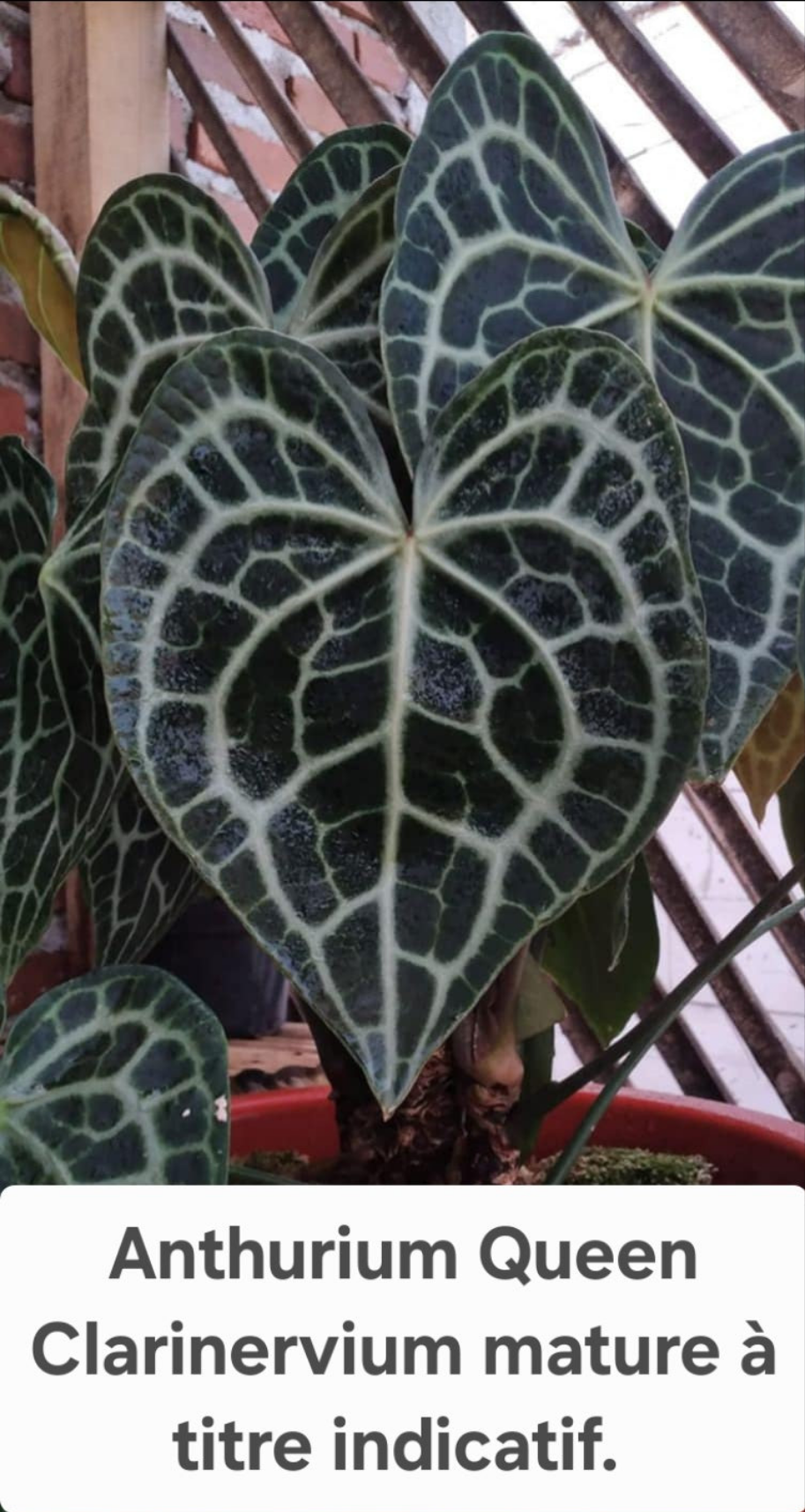 Anthurium Crystallinum Silver "SEEDLING format" (ANT-111)
