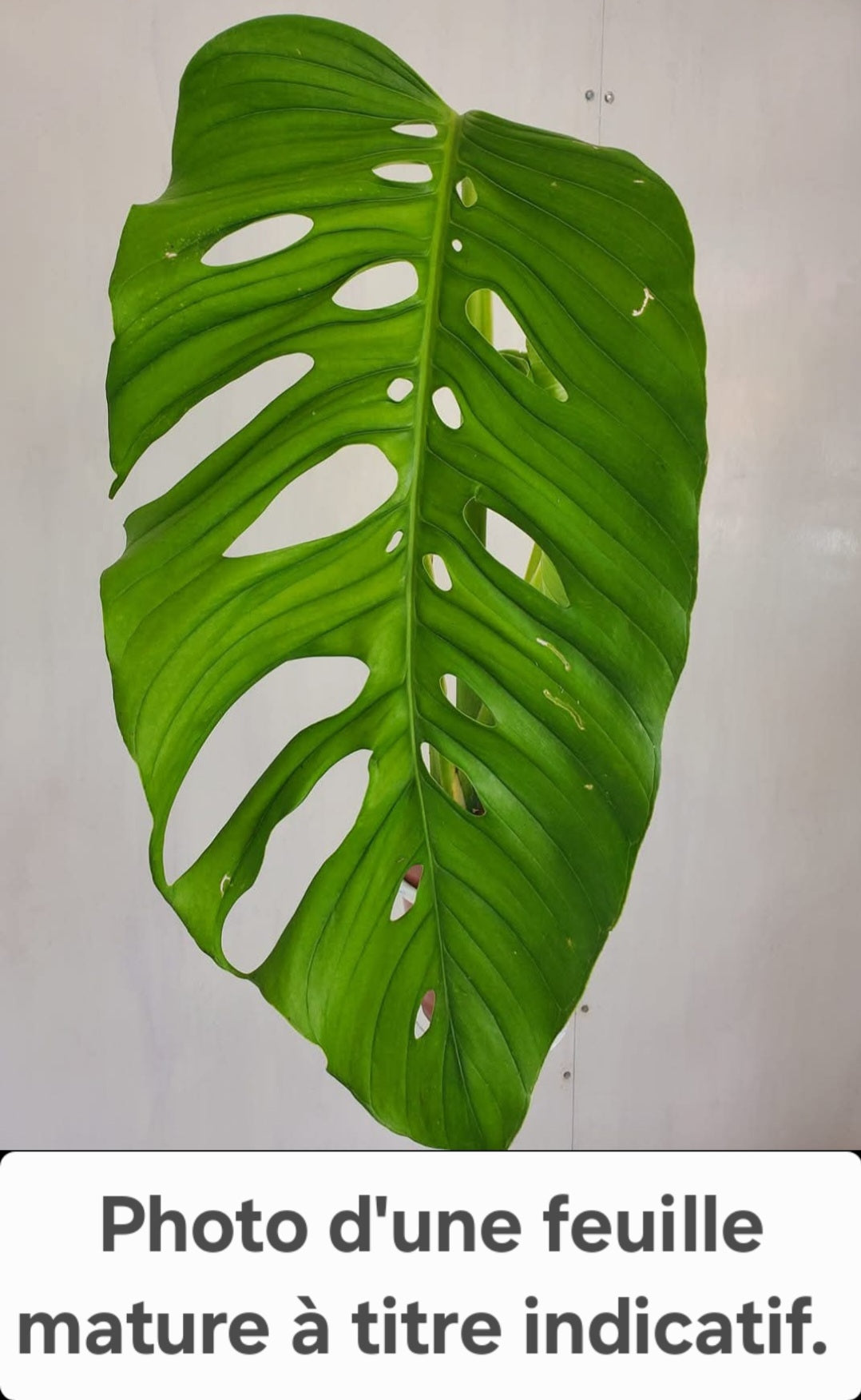 Monstera Obliqua Aff Santiago (MON-358)