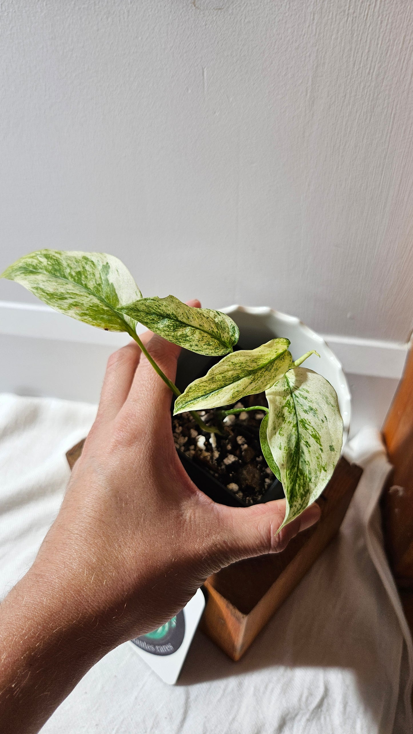 Monstera Laniata Mint (MON-341)