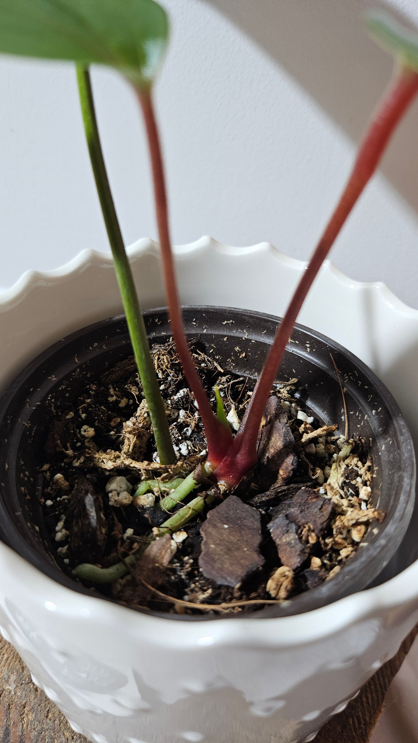 Anthurium Versicolor Aff Napo Black "format MOYEN"(ANT-490)