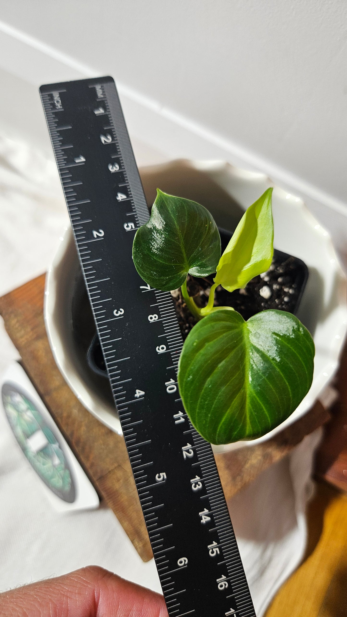 Philodendron Célébration/(Rubrijuvenile X Pastazanum) (PHI-931)