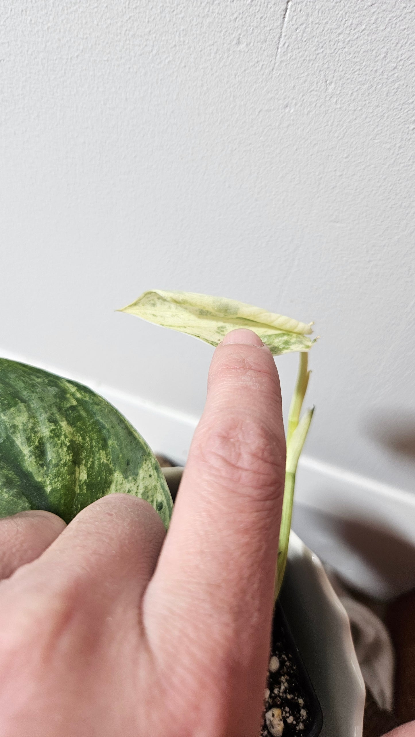 Scindapsus Black Dragon Variegata (SCI-814)
