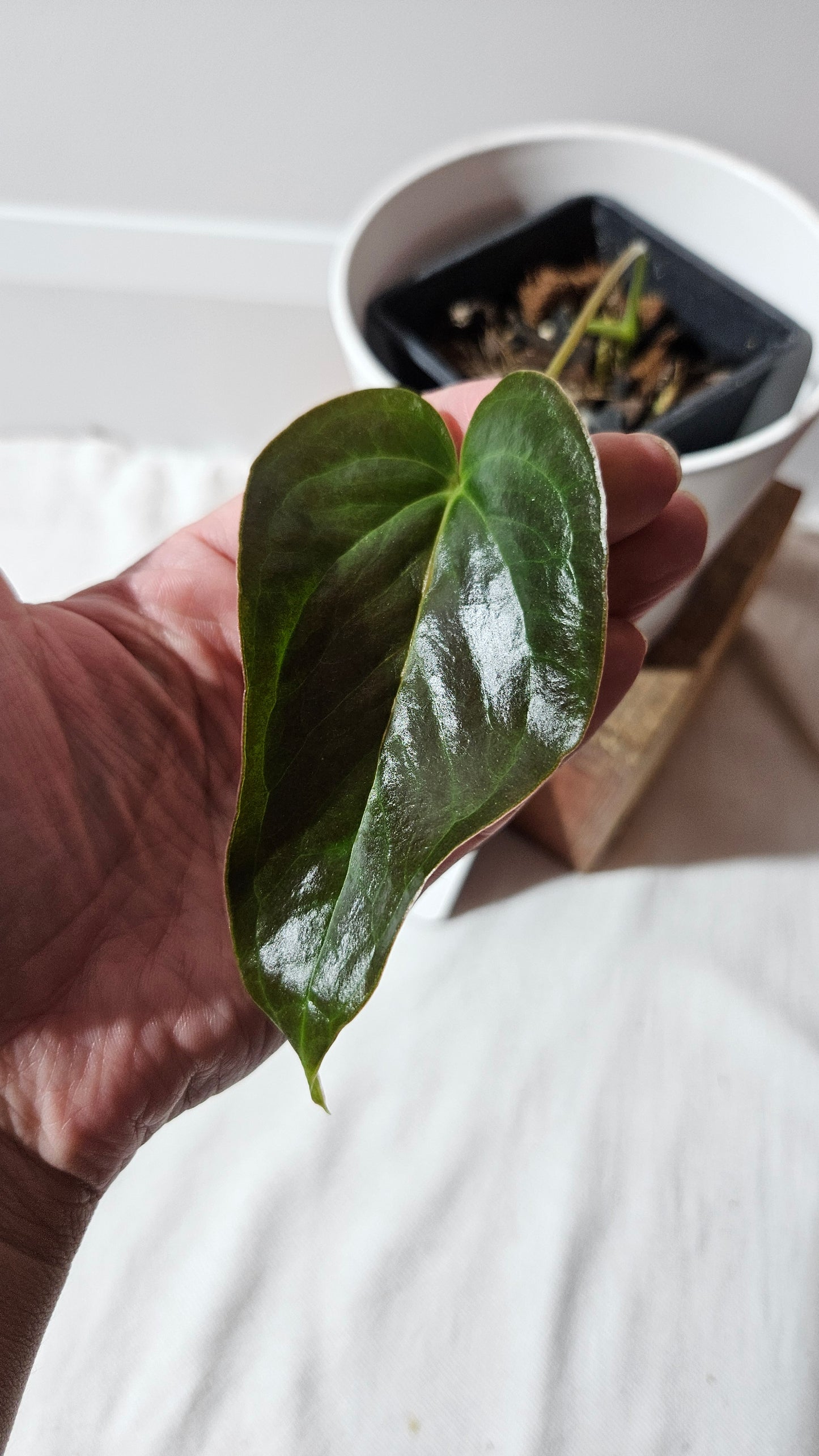 Anthurium Modeanum "format MOYEN" (ANT-495)