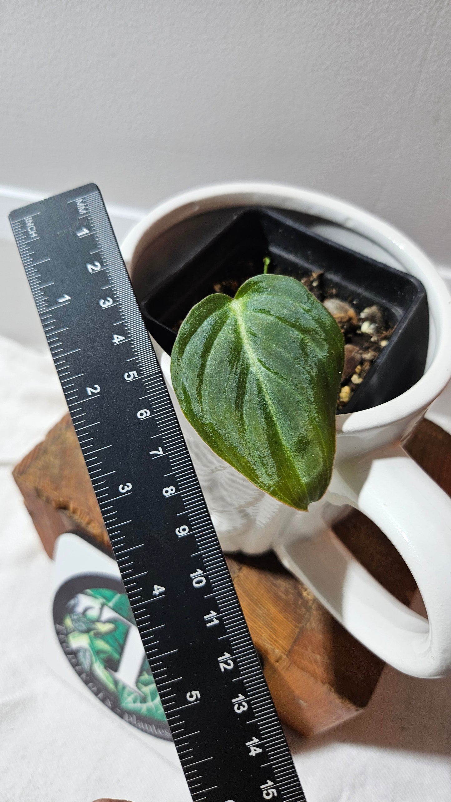 Philodendron Glorious (PHI-467)