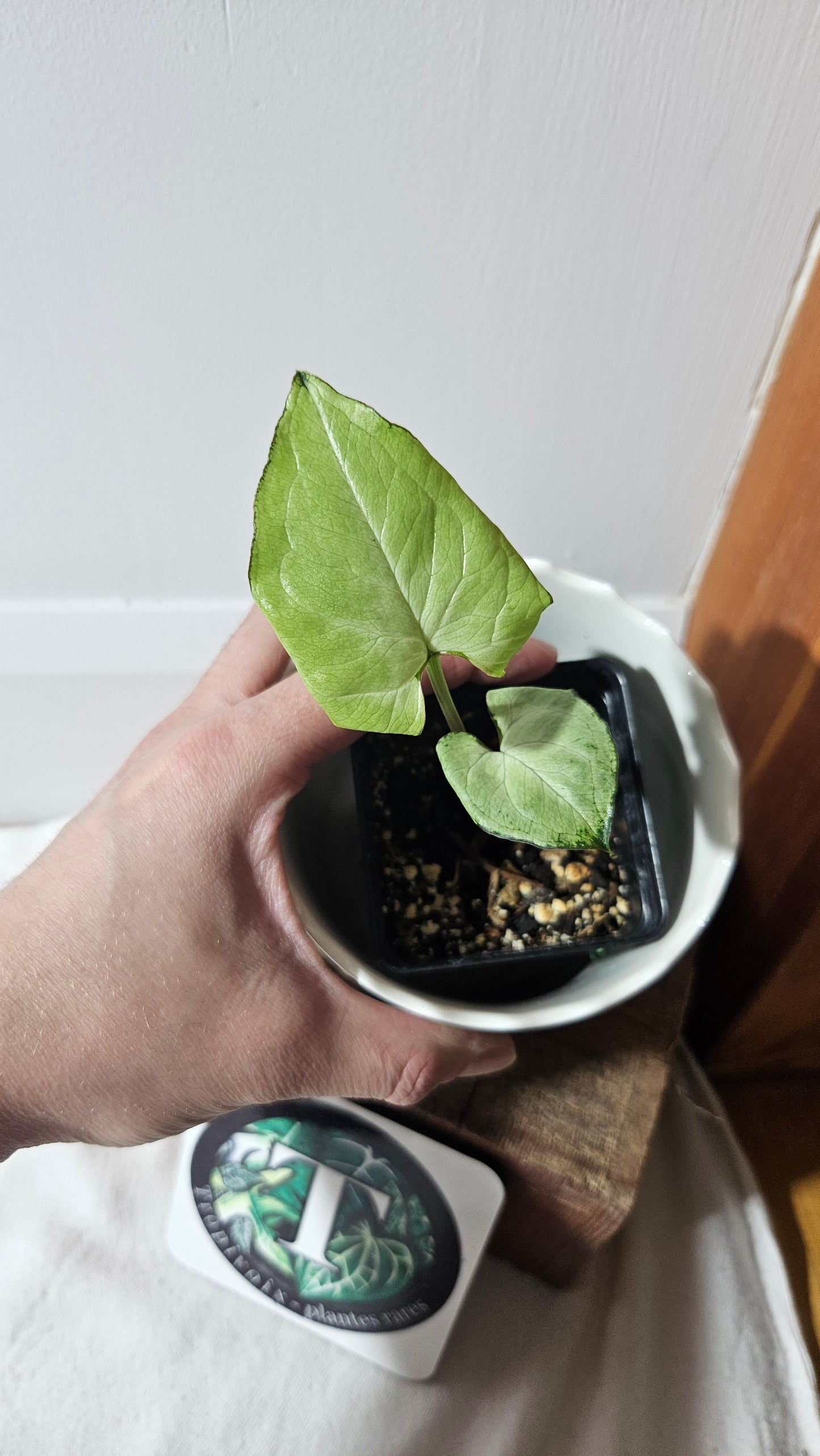 Syngonium Moonshine (SYN-413)