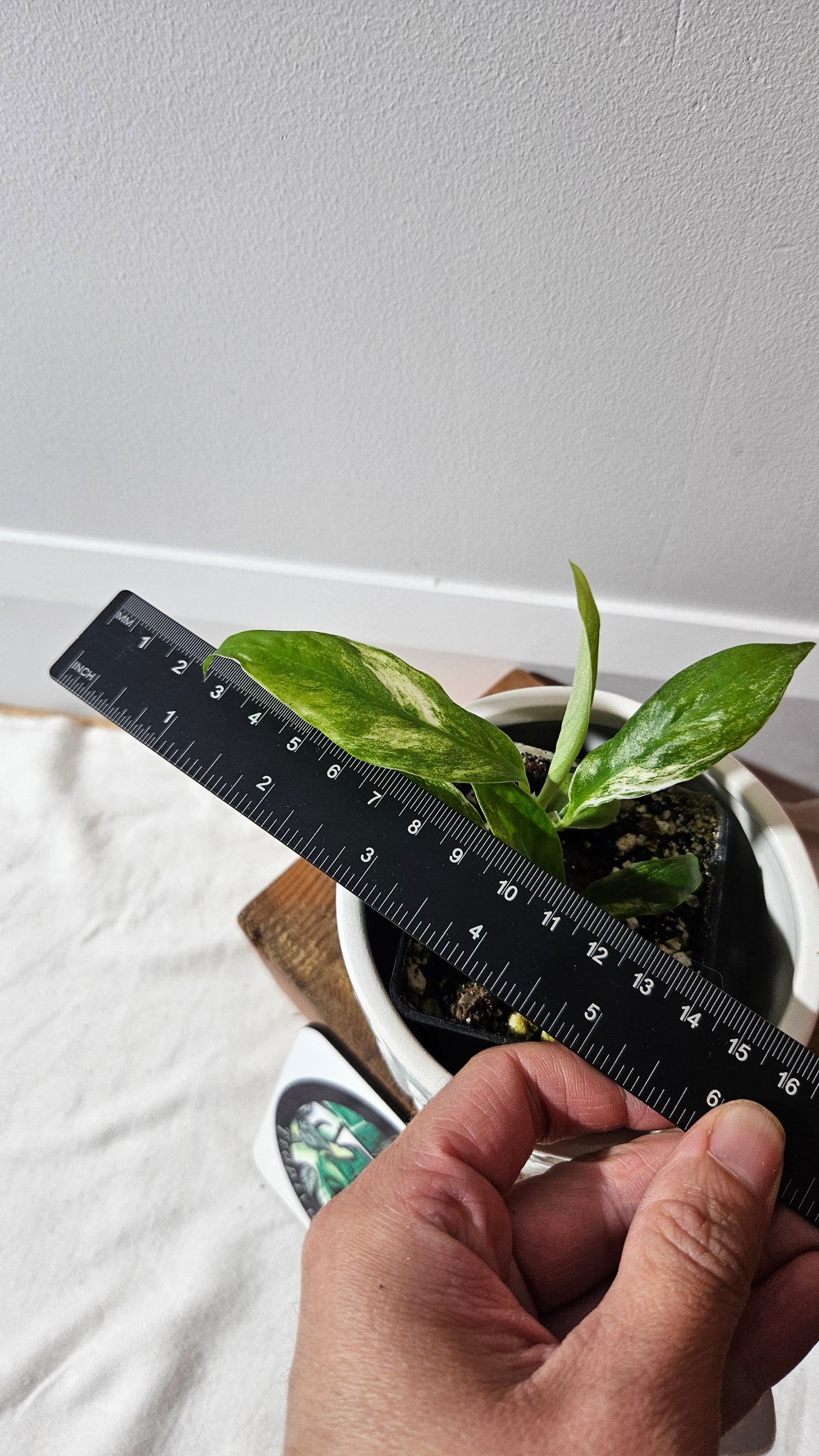 Rhaphidophora Puberula Variegata (AUT-080)