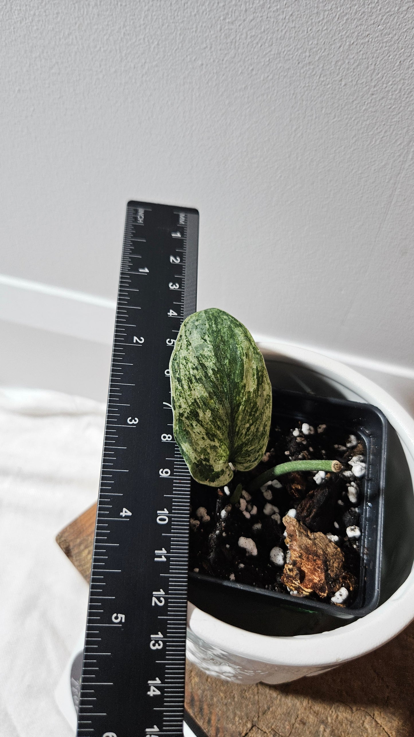 Scindapsus Silver Satin albo (SCI-1148)