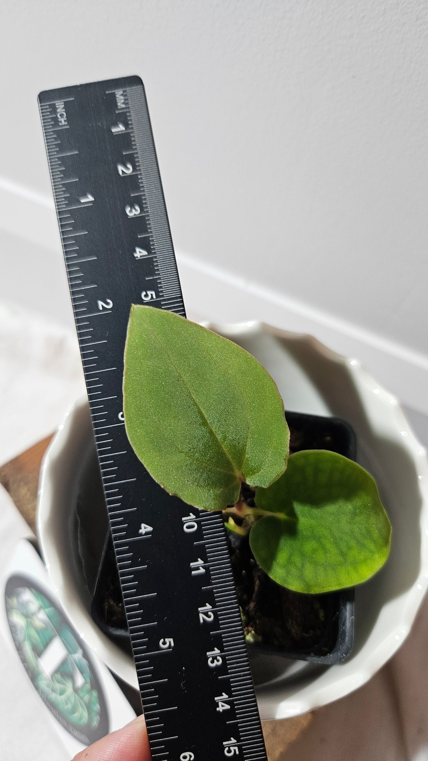 Anthurium Black Velvet Panama"format PETIT" (ANT-466)
