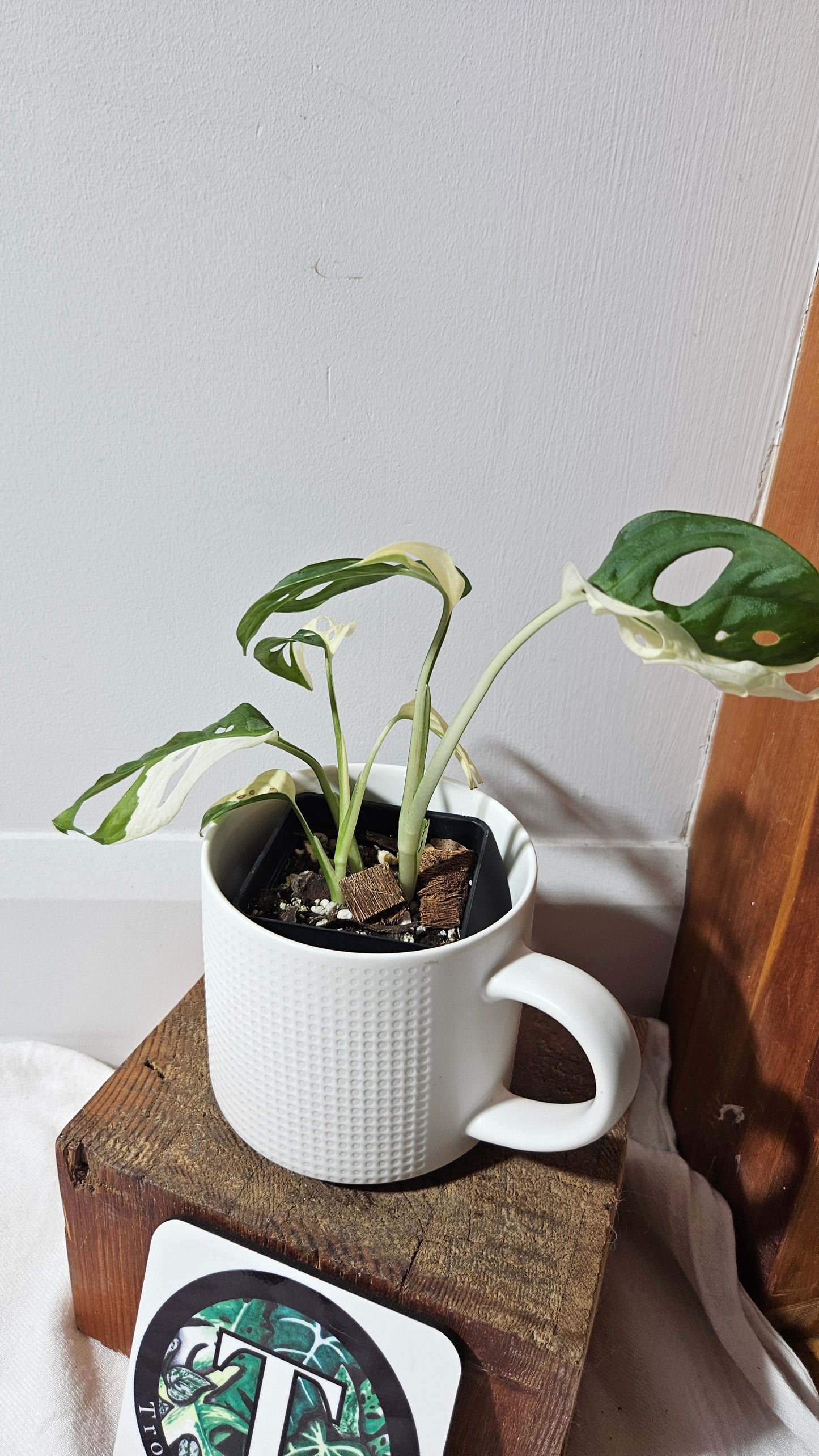 Monstera Andasonii Albo (MON-481)