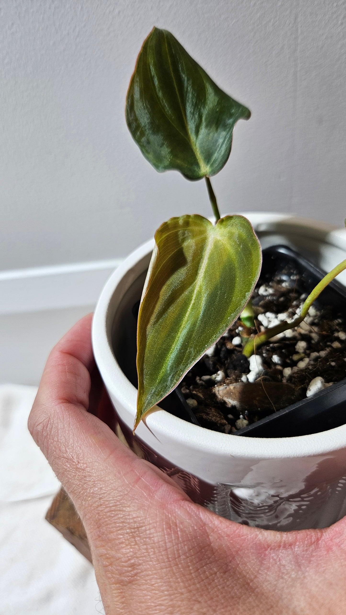 Philodendron Glorious (PHI-902)